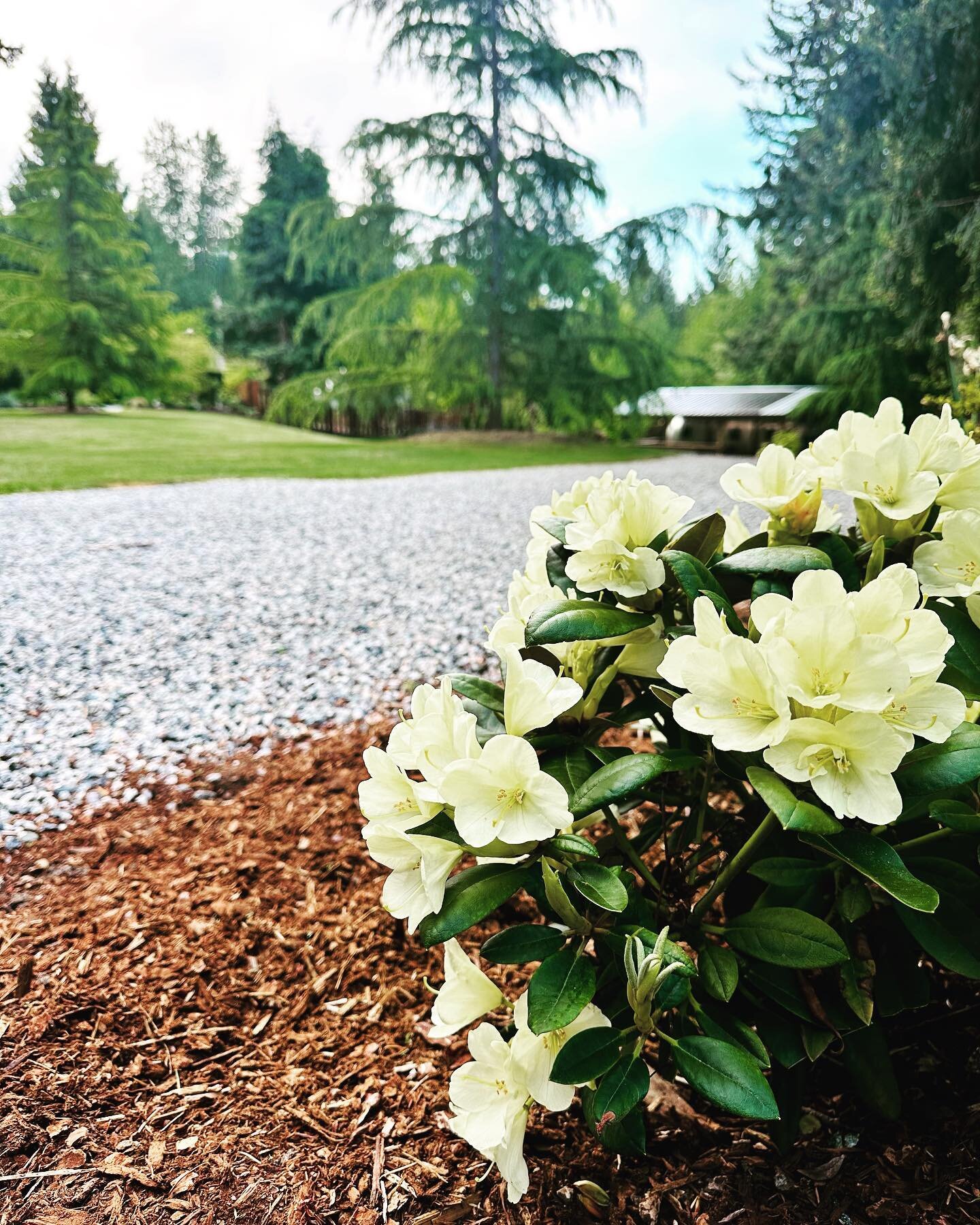 🌼🌿 It's the long weekend in May, and we're feeling all shades of mellow yellow! 🌞✨ Our guests are soaking up the sunshine and good vibes in our vintage Airstream Airbnb, surrounded by the stunning beauty of yellow rhododendrons. 🚐💛

📢🌟 Your ad