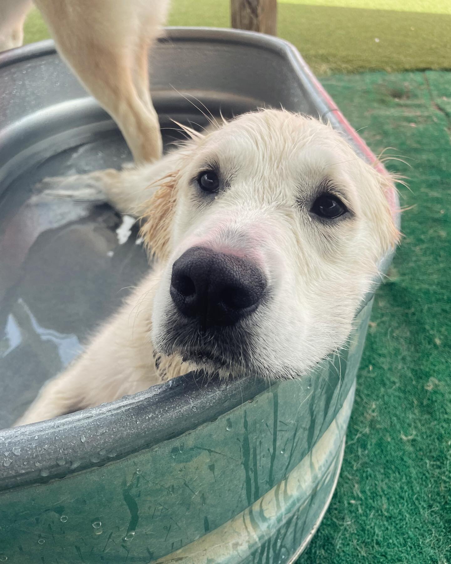 Chillin in the tub🛁
&bull;
&bull;
&bull;
&bull;
#dogstagram #dogsofinstagram #dog #doglover #dogcharlotte #doglovers