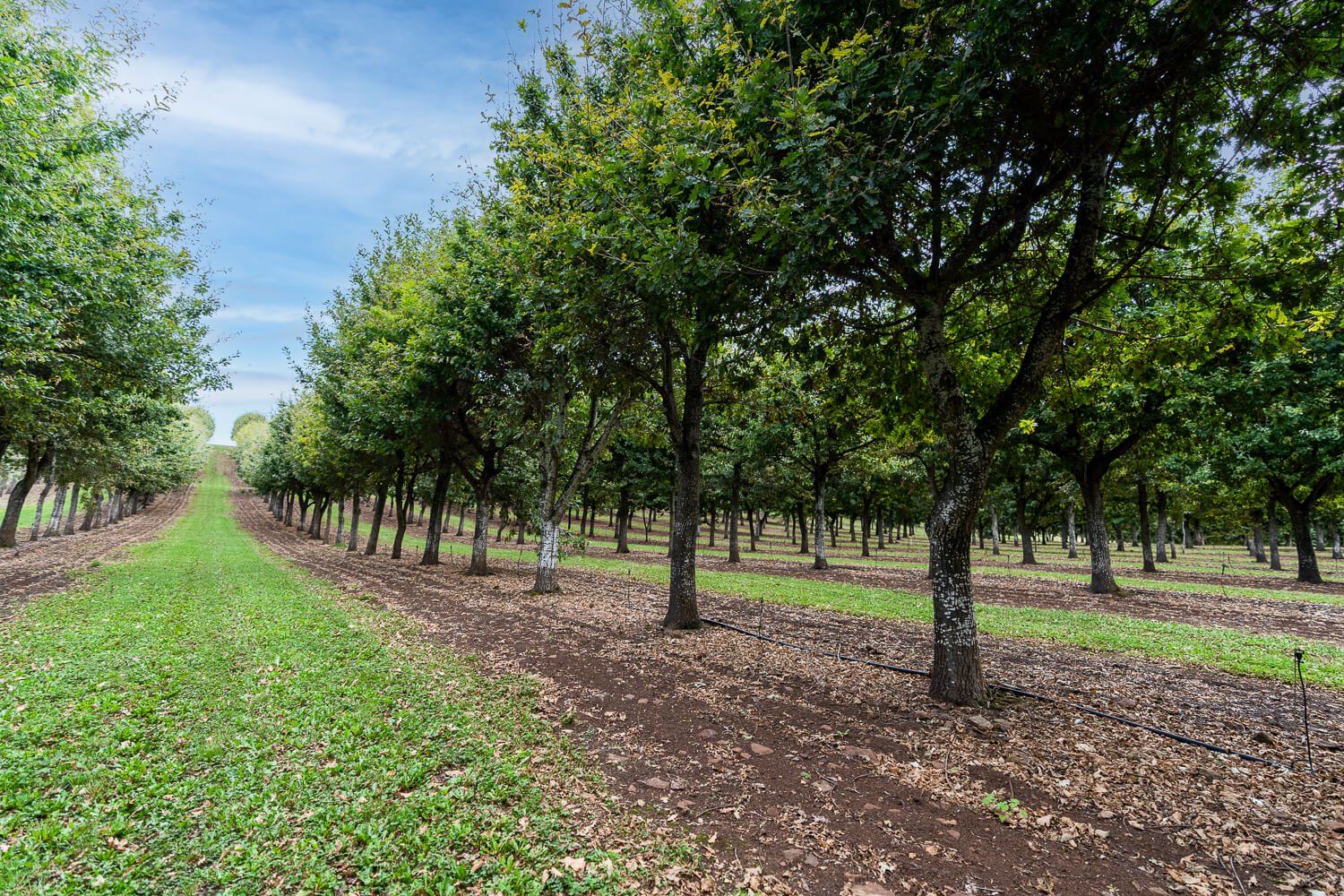 tasmanian truffle tours