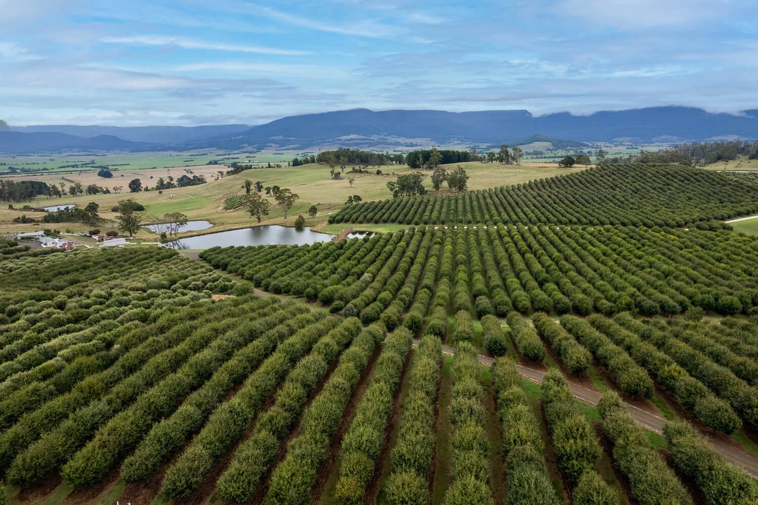 Truffle Hunting Tasmania Contact Us — Truffles of Tasmania