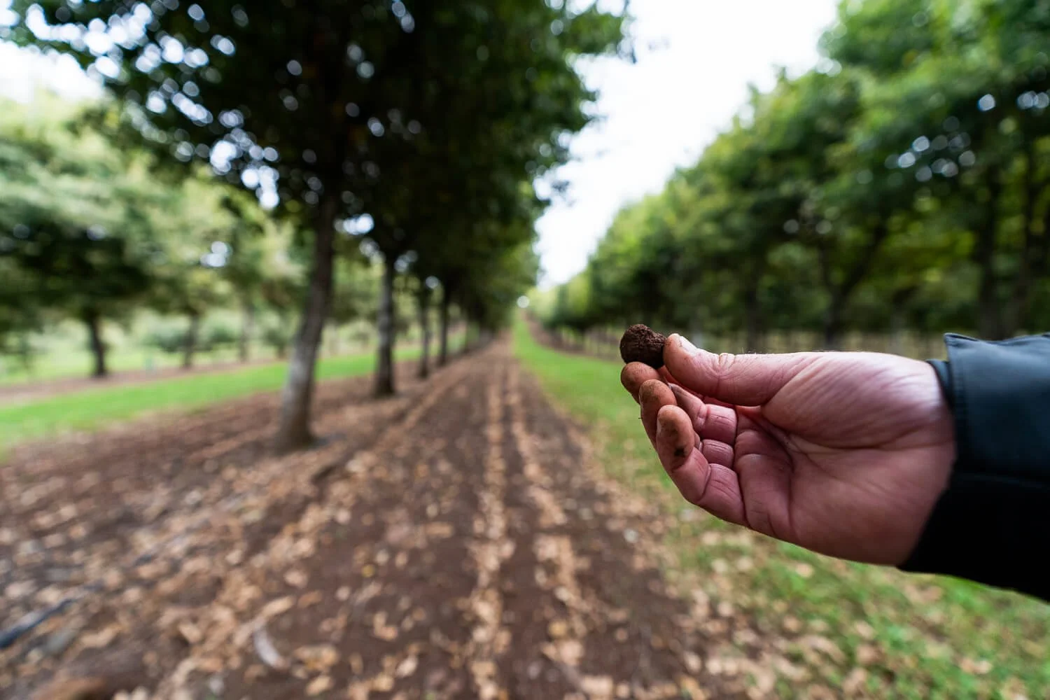 Black Truffle Recipes — Truffles of Tasmania