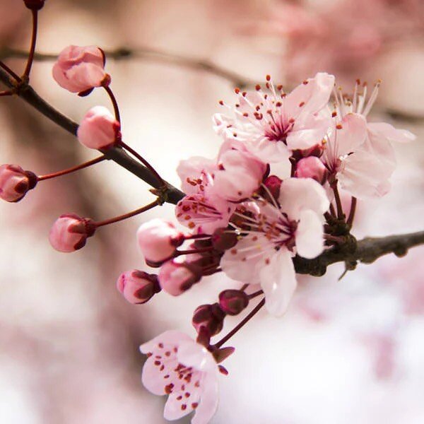 Happiness is seeing cherry blossoms coming into bloom with the promise of spring. 

The smell of flowers in the air is just heavenly on the walk to school in the morning. 

#lovenature #newzealand #spring #christchurch #cherryblossom