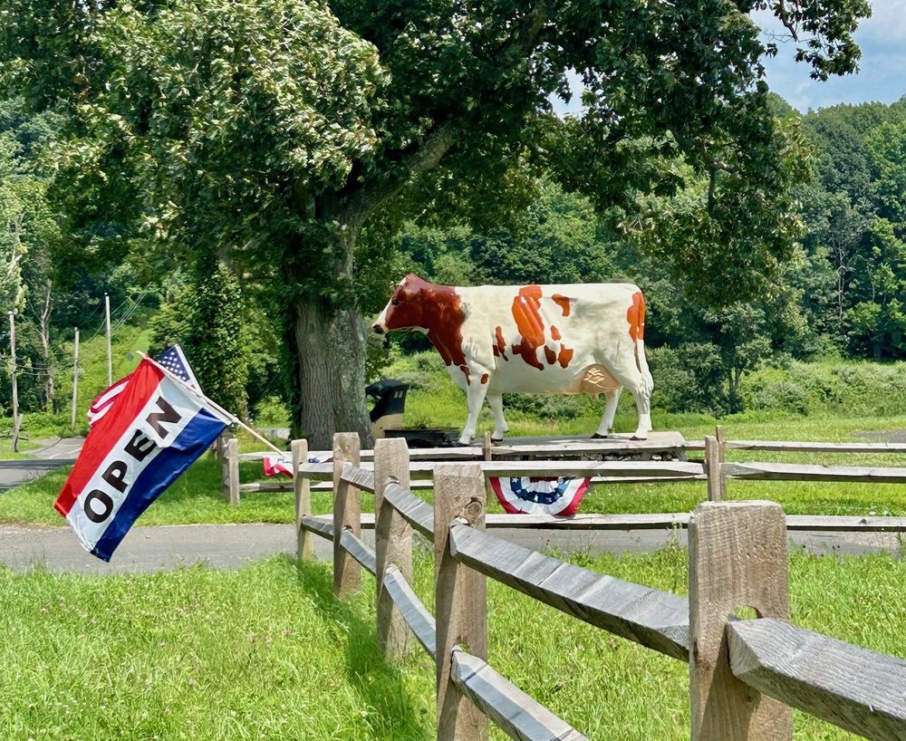   Kimberly Farm's giant Ayrshire cow, Kate.  