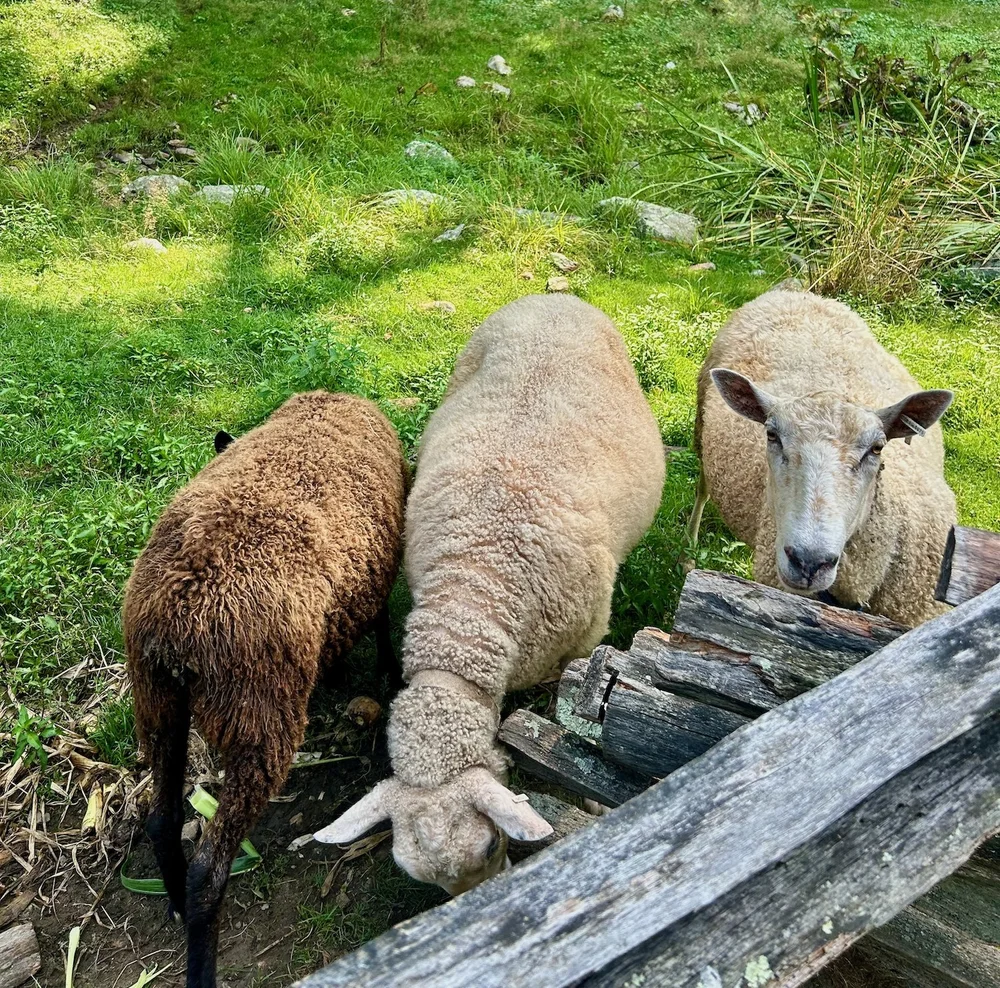   Maple Bank Farm's welcoming committee.  