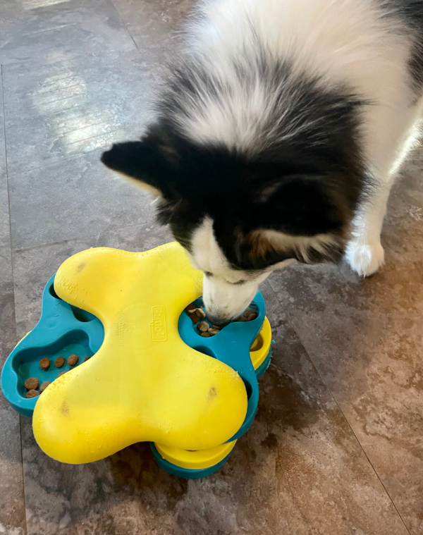 Puzzle Toys for Pomsky Dog — Pomsky Dog Blog