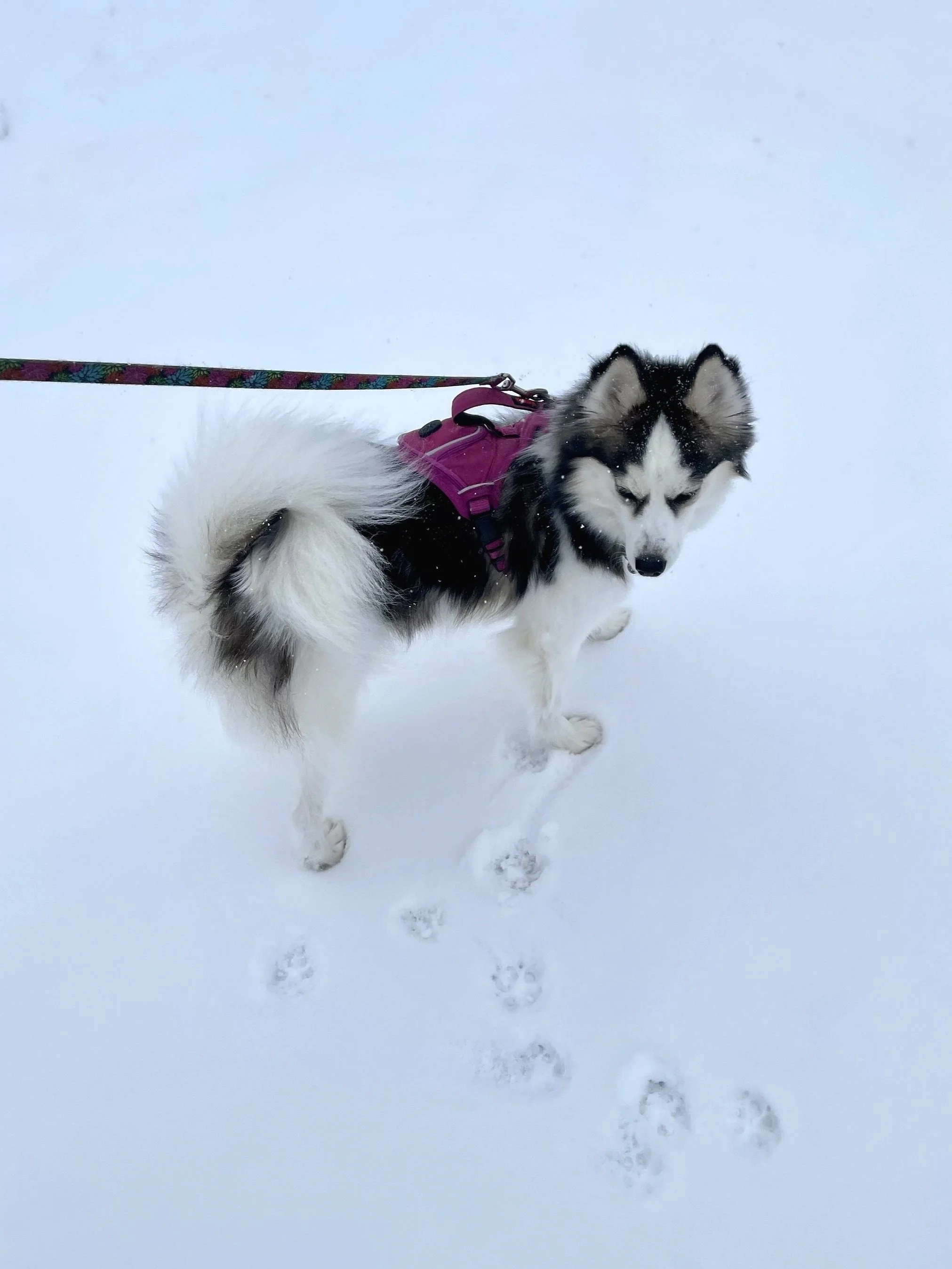 Pomsky Puppies: Top 10 Facts You Need to Know Before You Buy