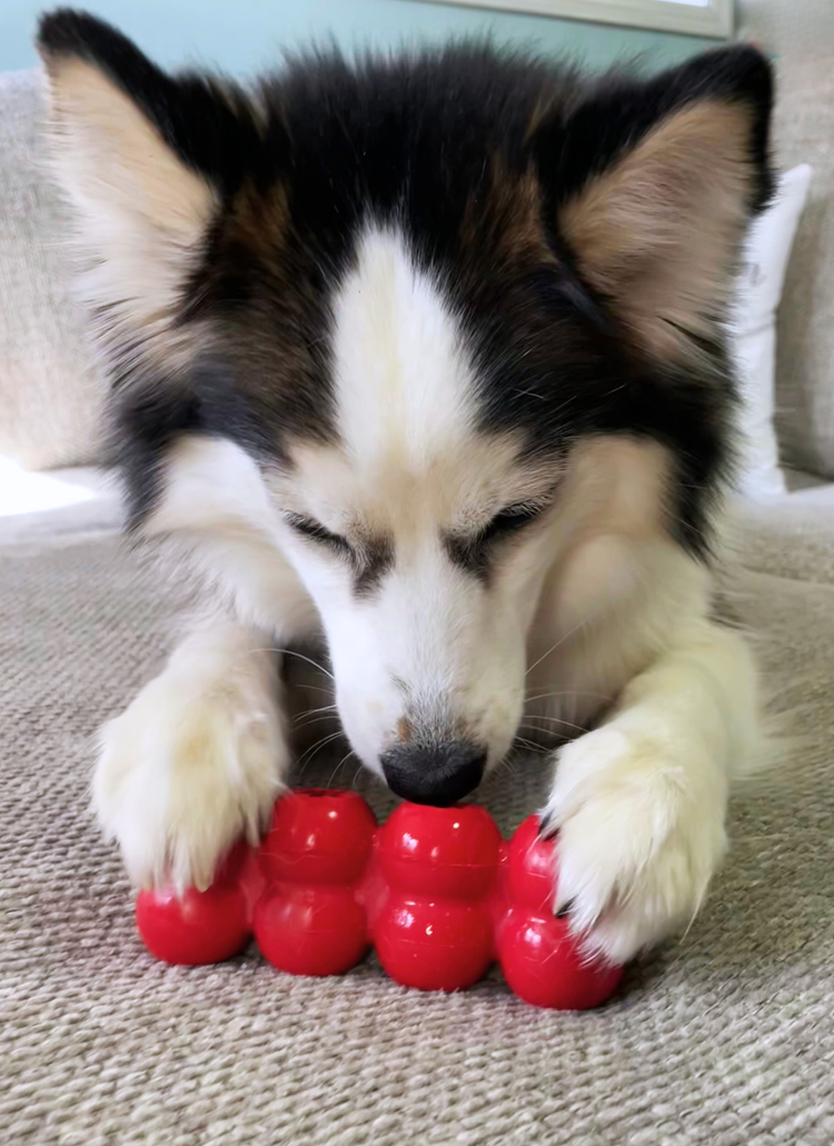 How to Disinfect Dog Toys: Easy Steps for a Safe Playtime