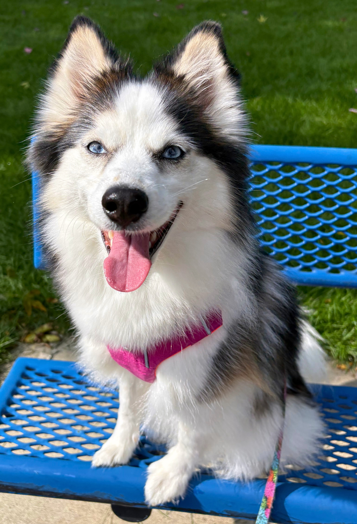 pomsky appearance.png