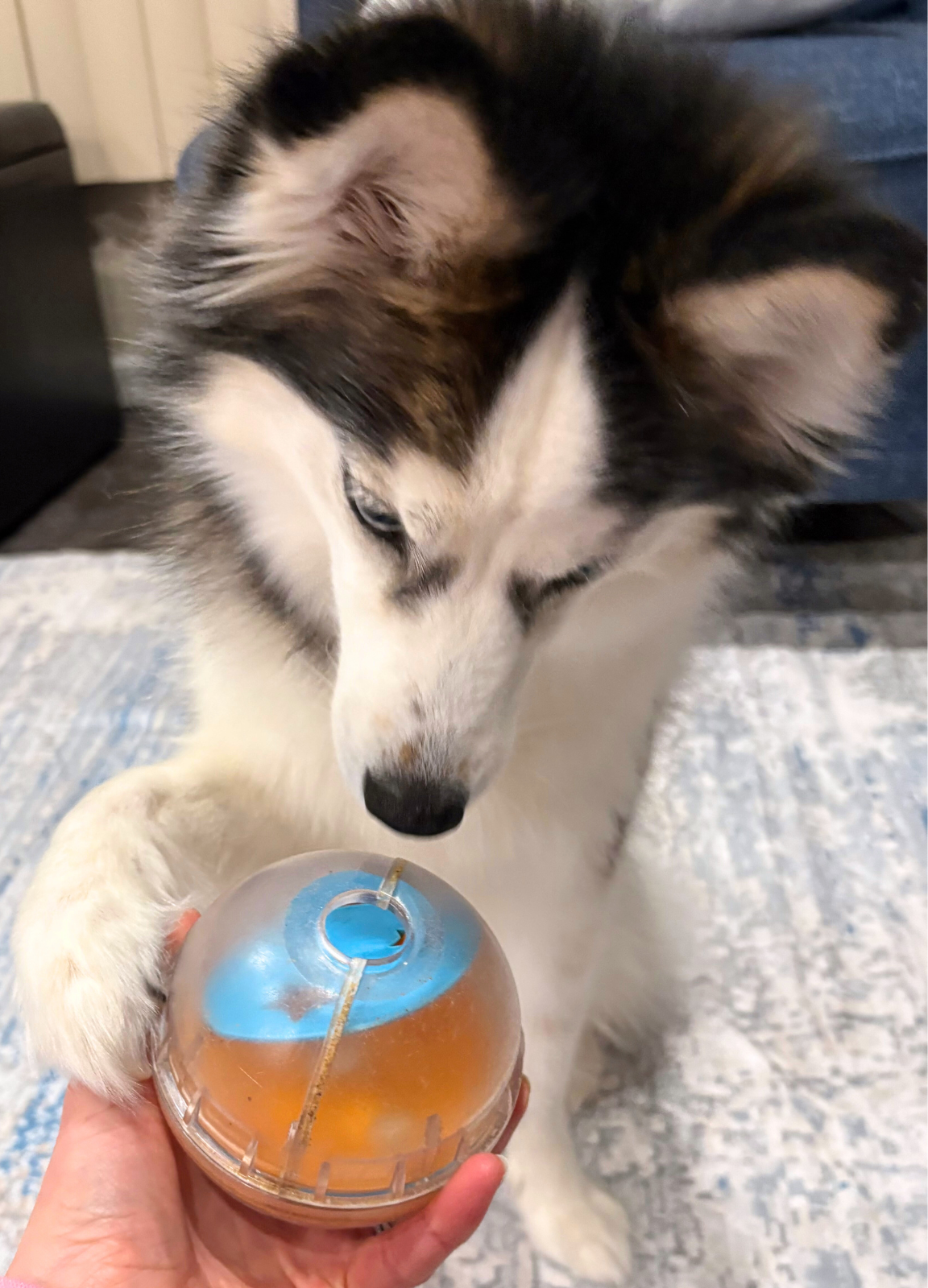 blog 86 IQ treat ball.png