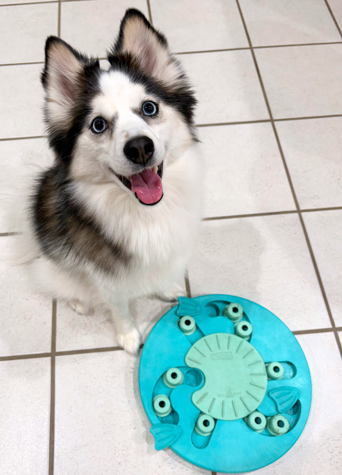 Best Pomsky Dog Enrichment and Play Activities