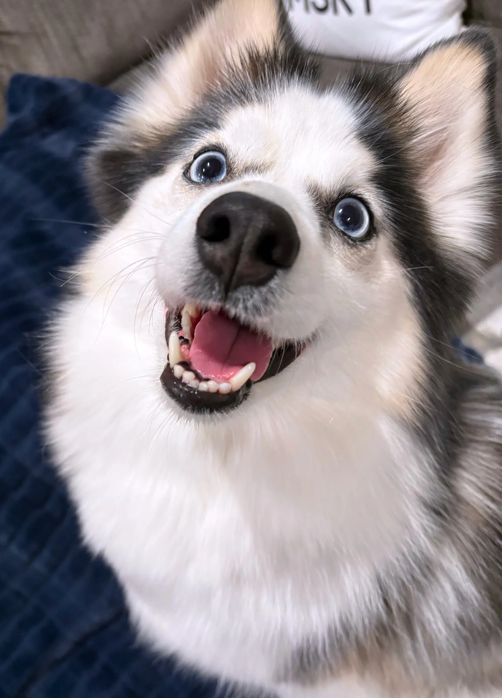 Pomsky Dog Dental Care Tips – Keep Your Dog’s Teeth Healthy