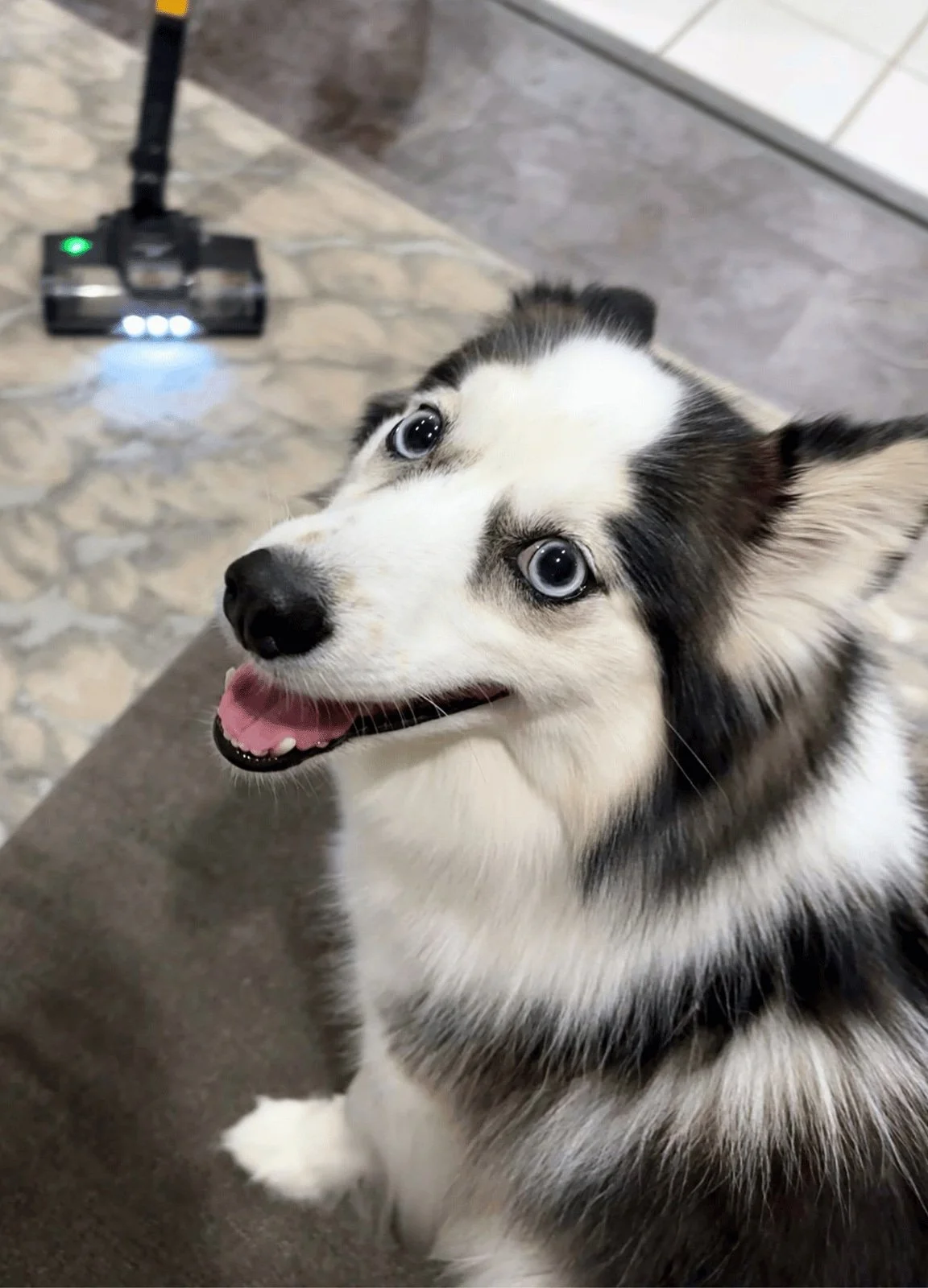 How to Socialize a Pomsky Dog