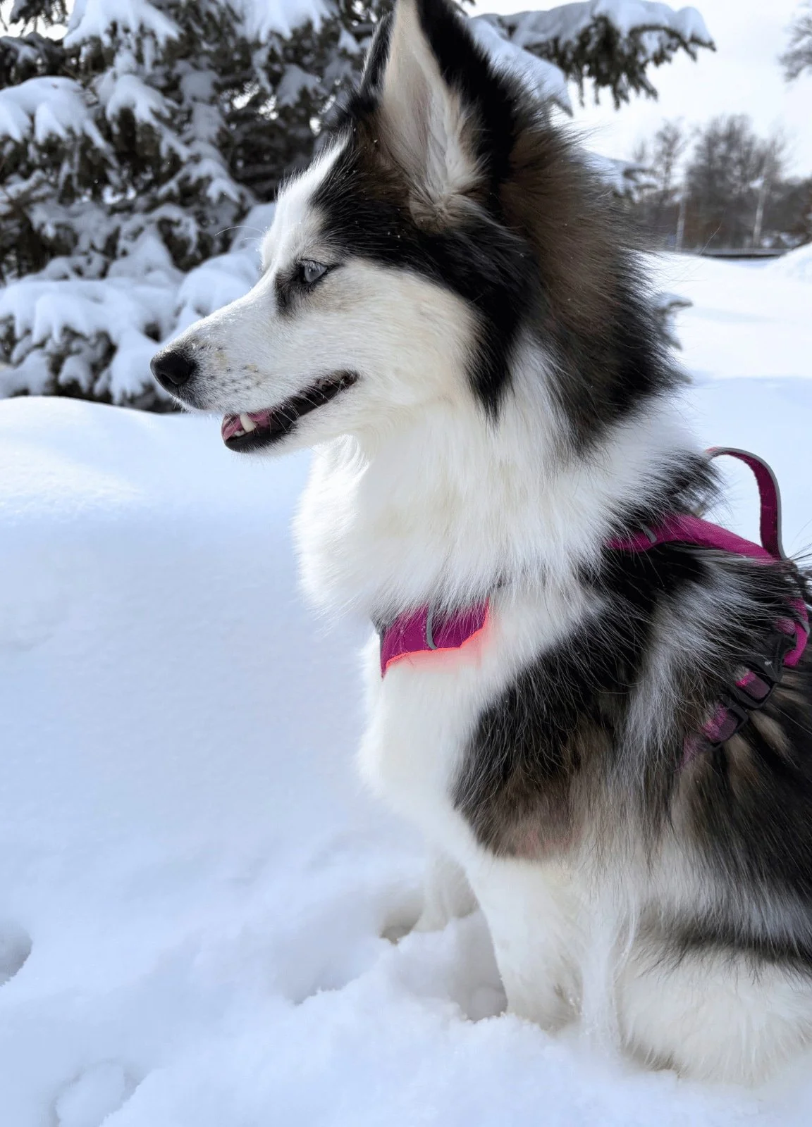 Winter Activities for Pomsky Dogs