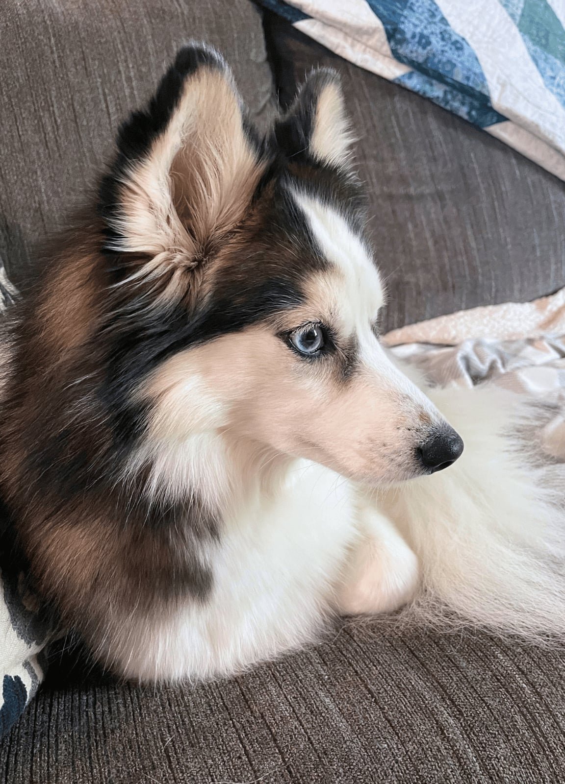 Living with a Pomsky Dog in an Apartment