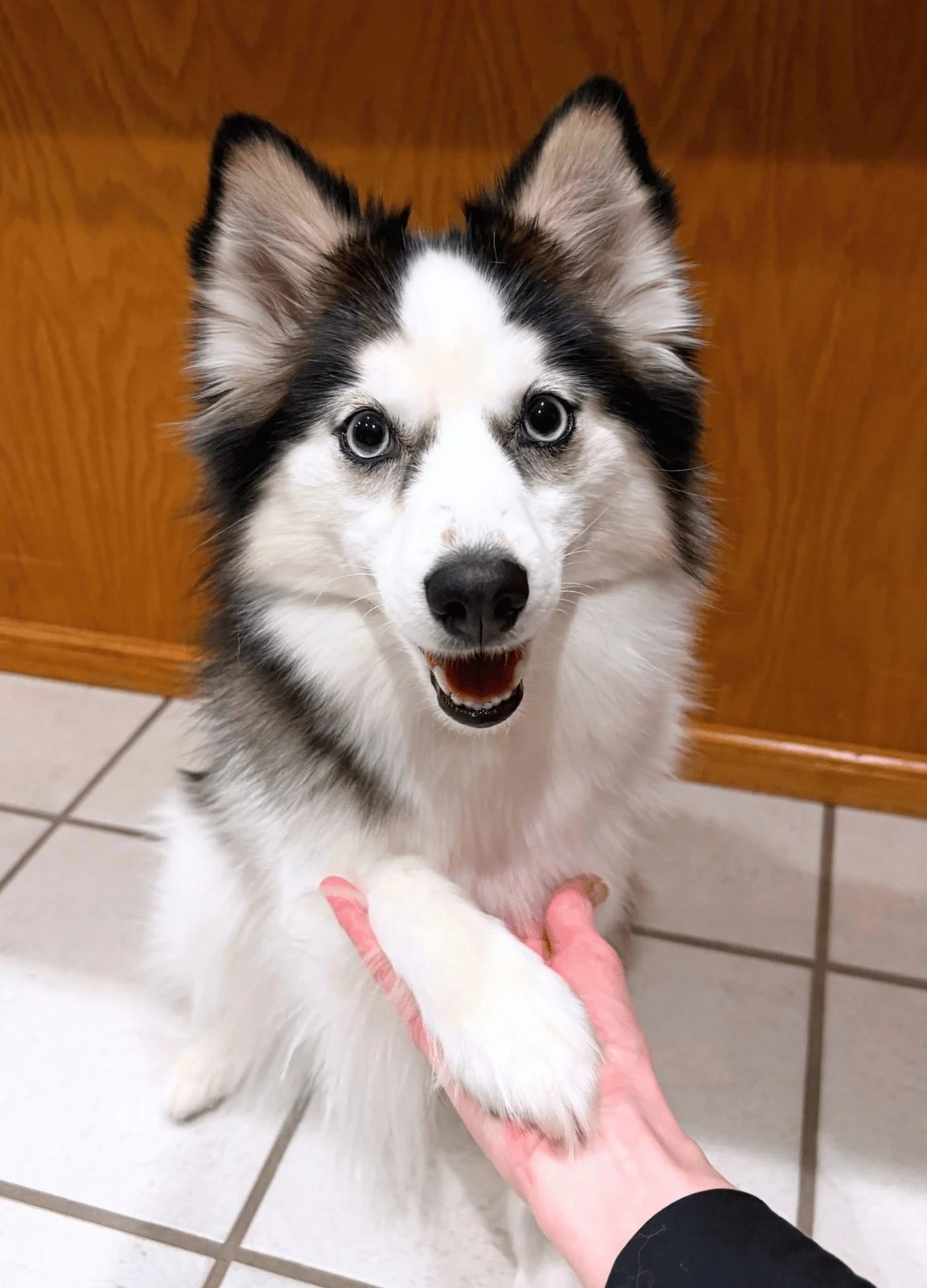 How to Care for a Pomsky Dog’s Paws