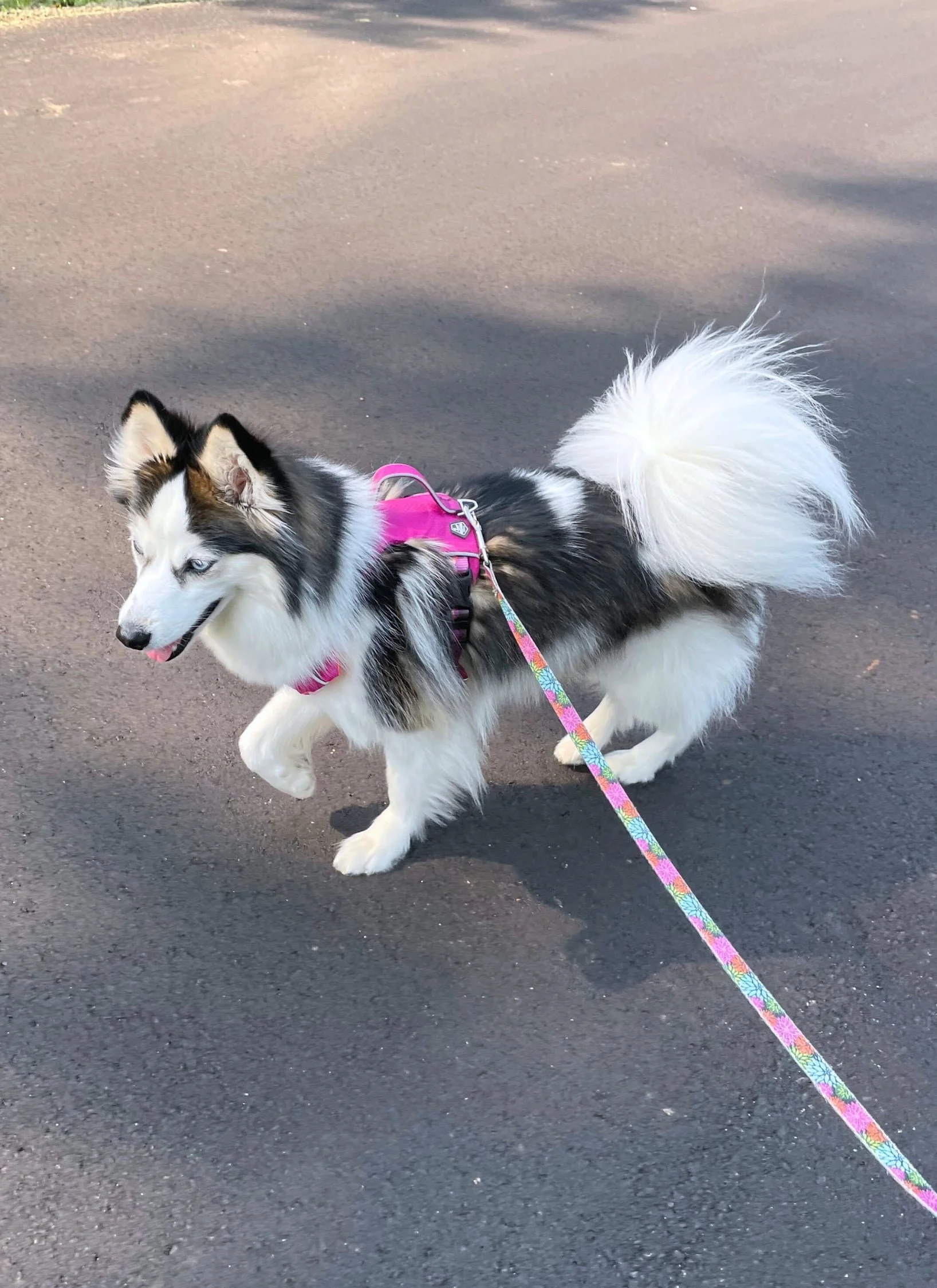blog+76+shelby+walking_compressed.jpg