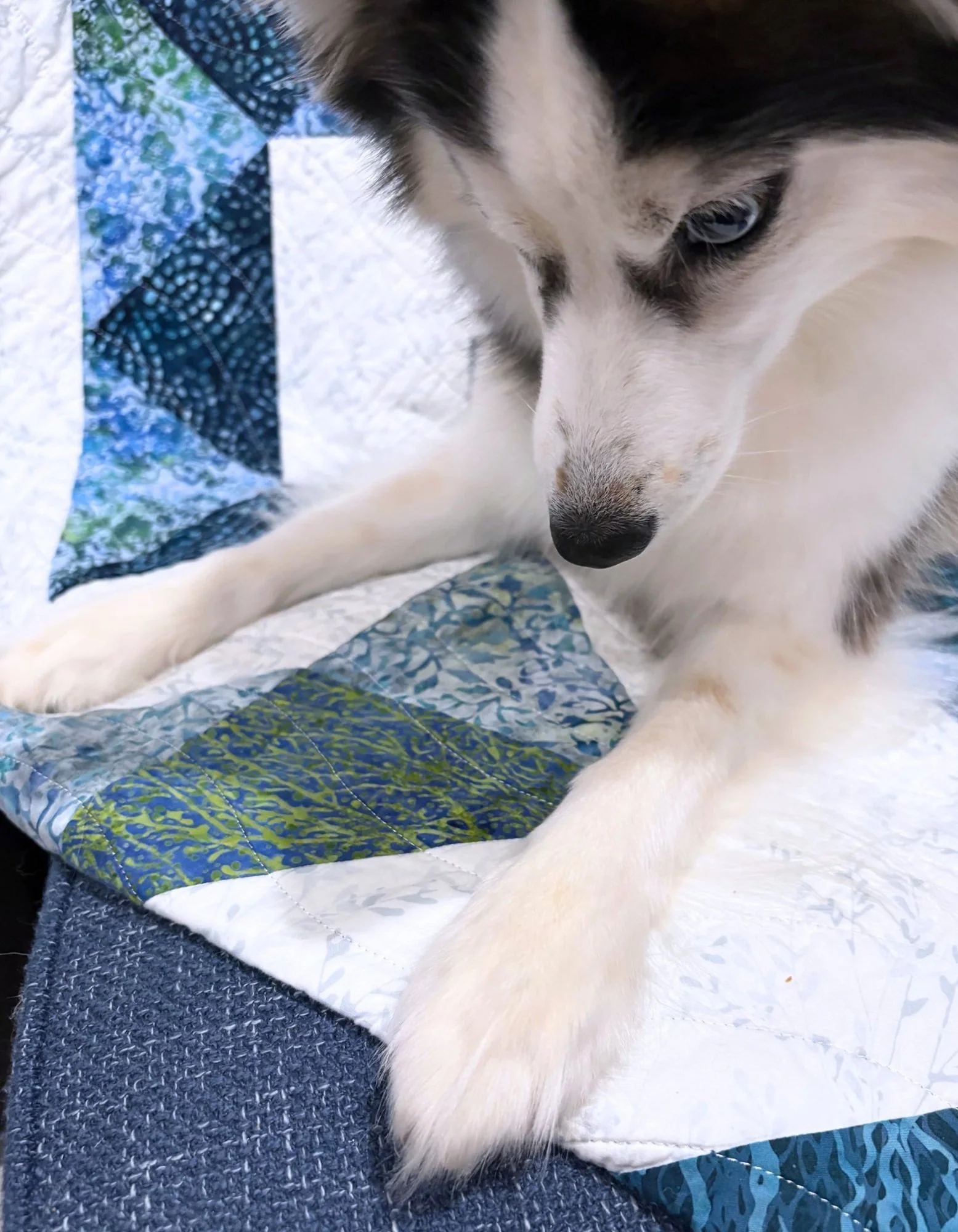 blog81paws-compressed-69e91072e2688.jpg
