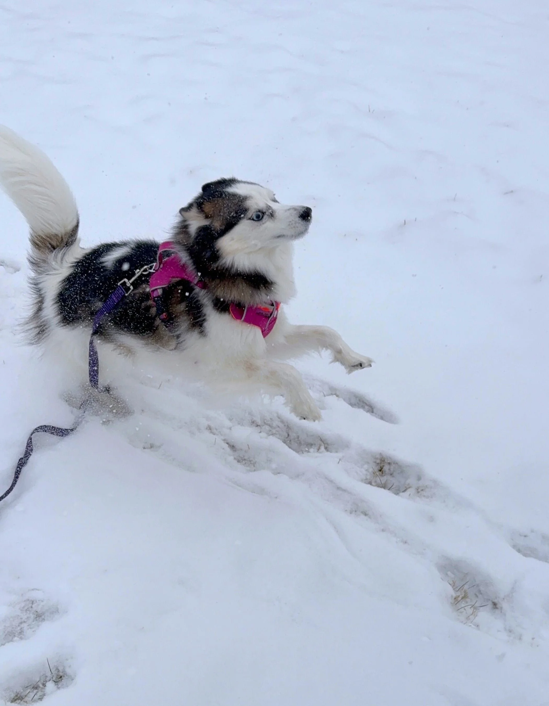 Blog+83+snowball+fight_compressed.jpg