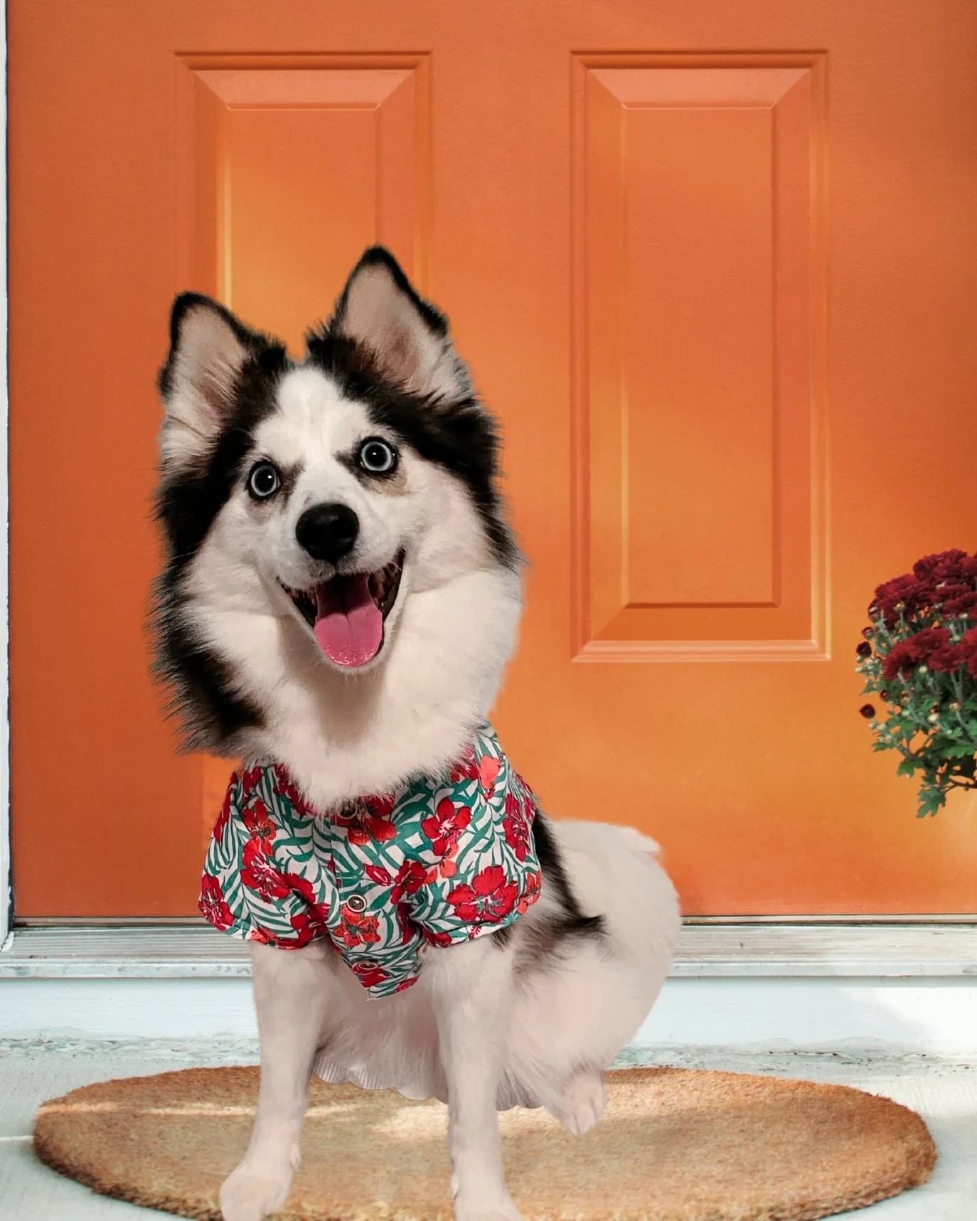 Blog+43+cover+photo+with+orange+door2_compressed.jpg