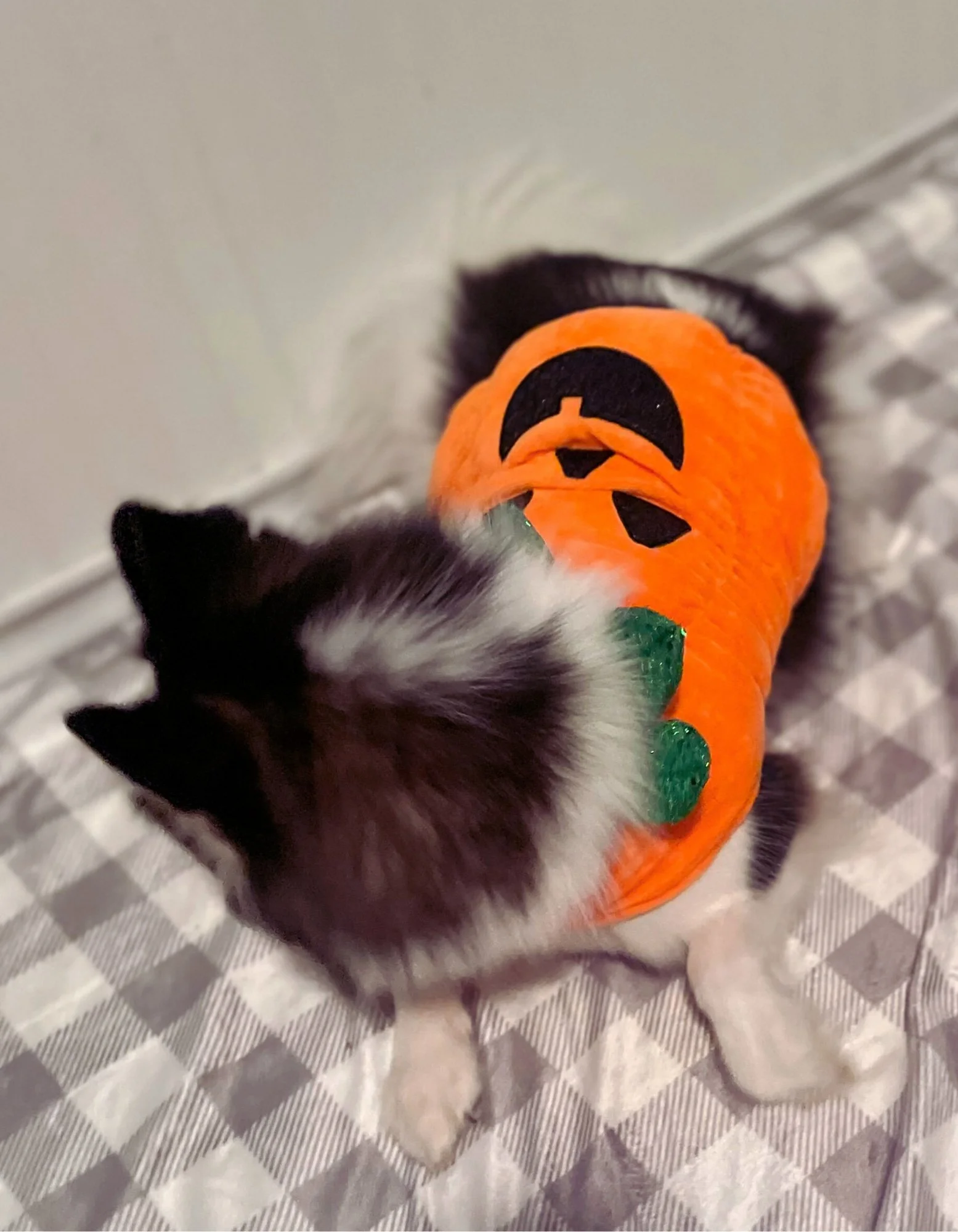Blog+post+43+pumpkin+costume_compressed.jpg