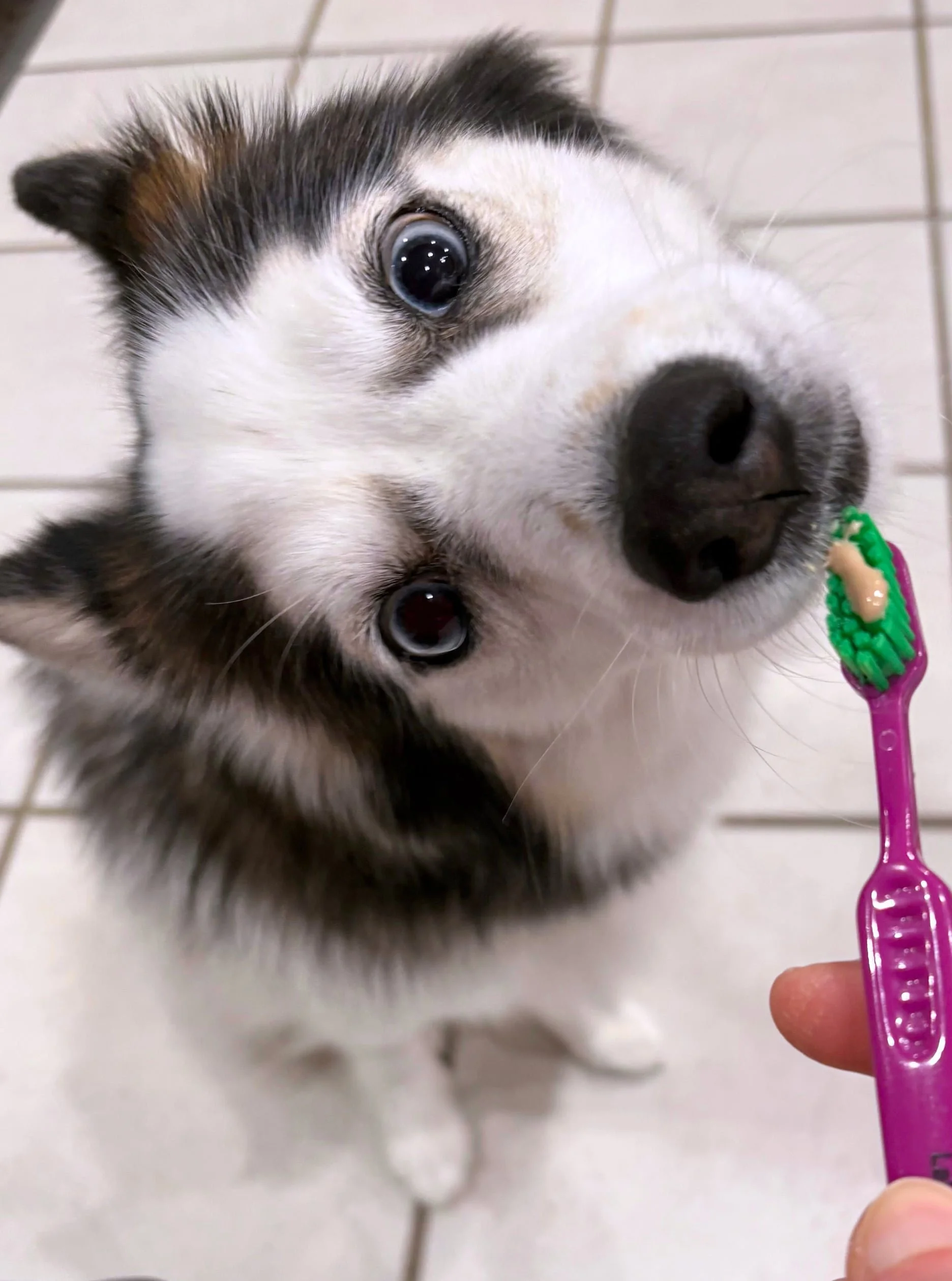 Blog+85+toothpaste_compressed.jpg