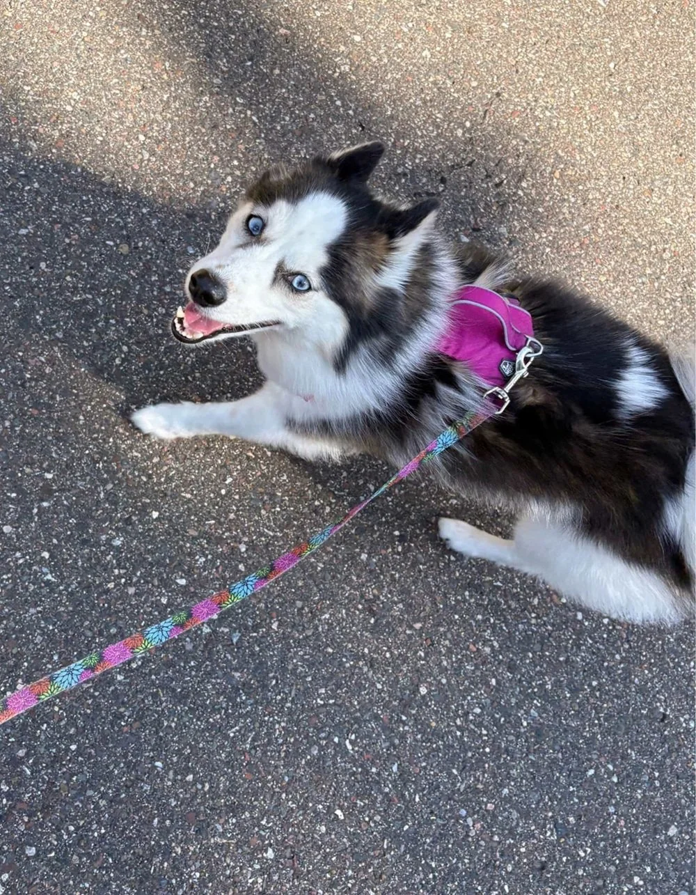 blog78walking-compressed-69ea391bceafc.jpg