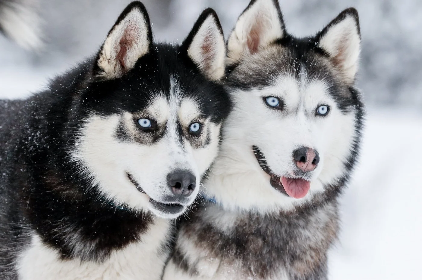Blog+44+husky+photo+png_compressed.jpg