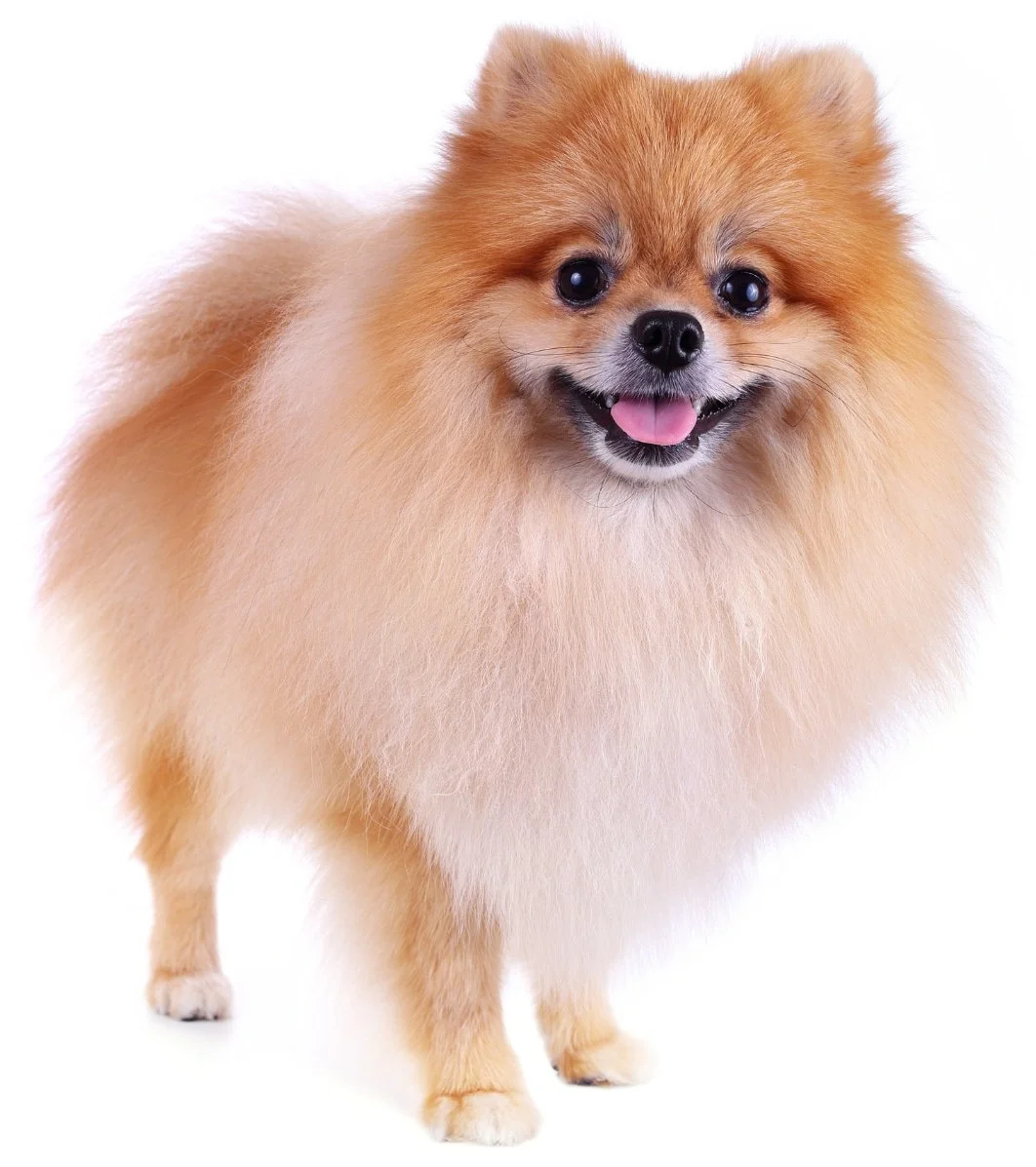 Blog+44+pomeranian+photo+png_compressed.jpg