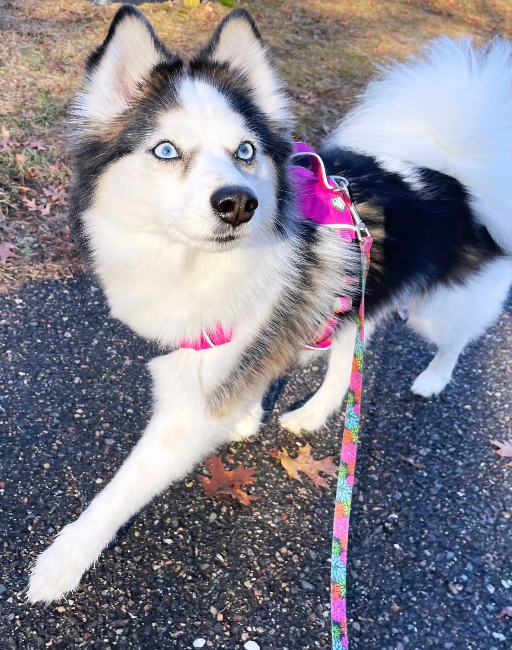 Blog+61+daily+walks_compressed.jpg