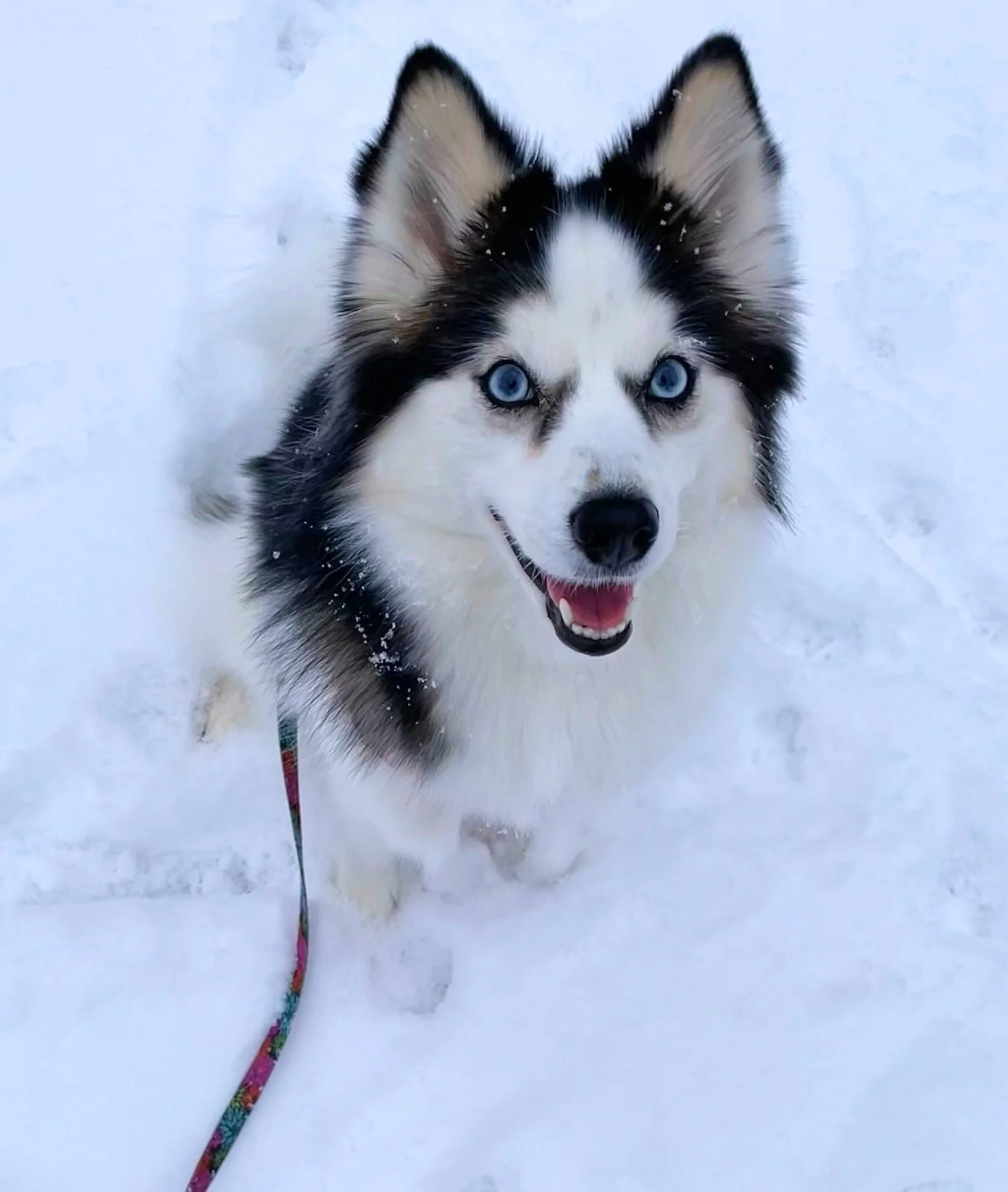 Blog+61+snow_compressed.jpg