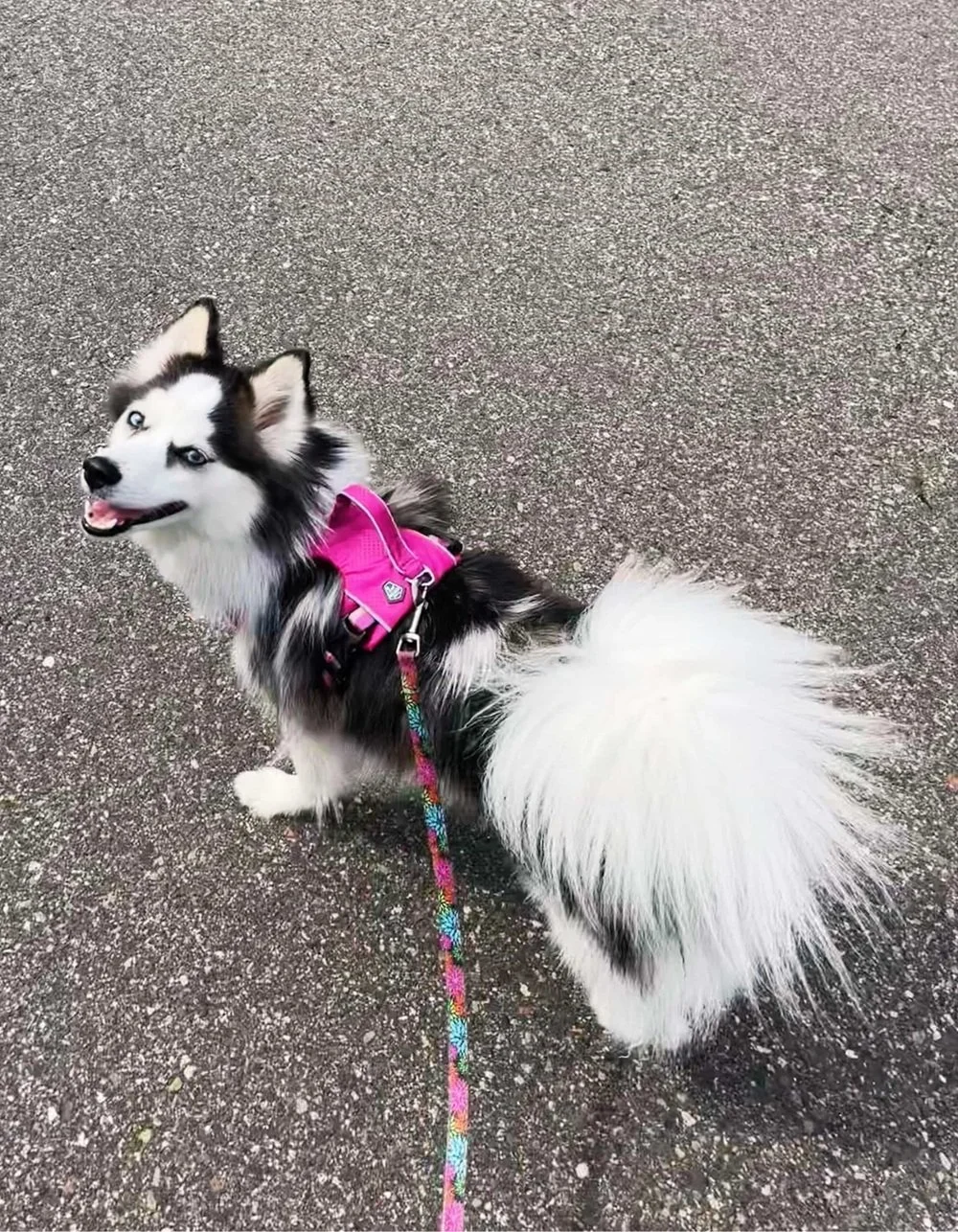 blog45walkingleash-compressed-69ea488f61be1.jpg