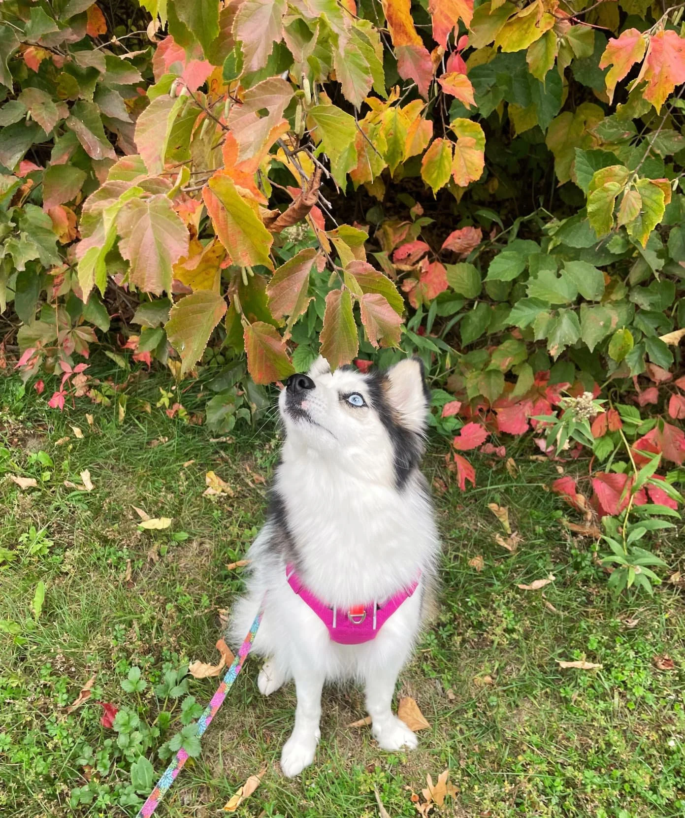blog+post+42+shelby+sniffing+leaves+p_compressed.jpg
