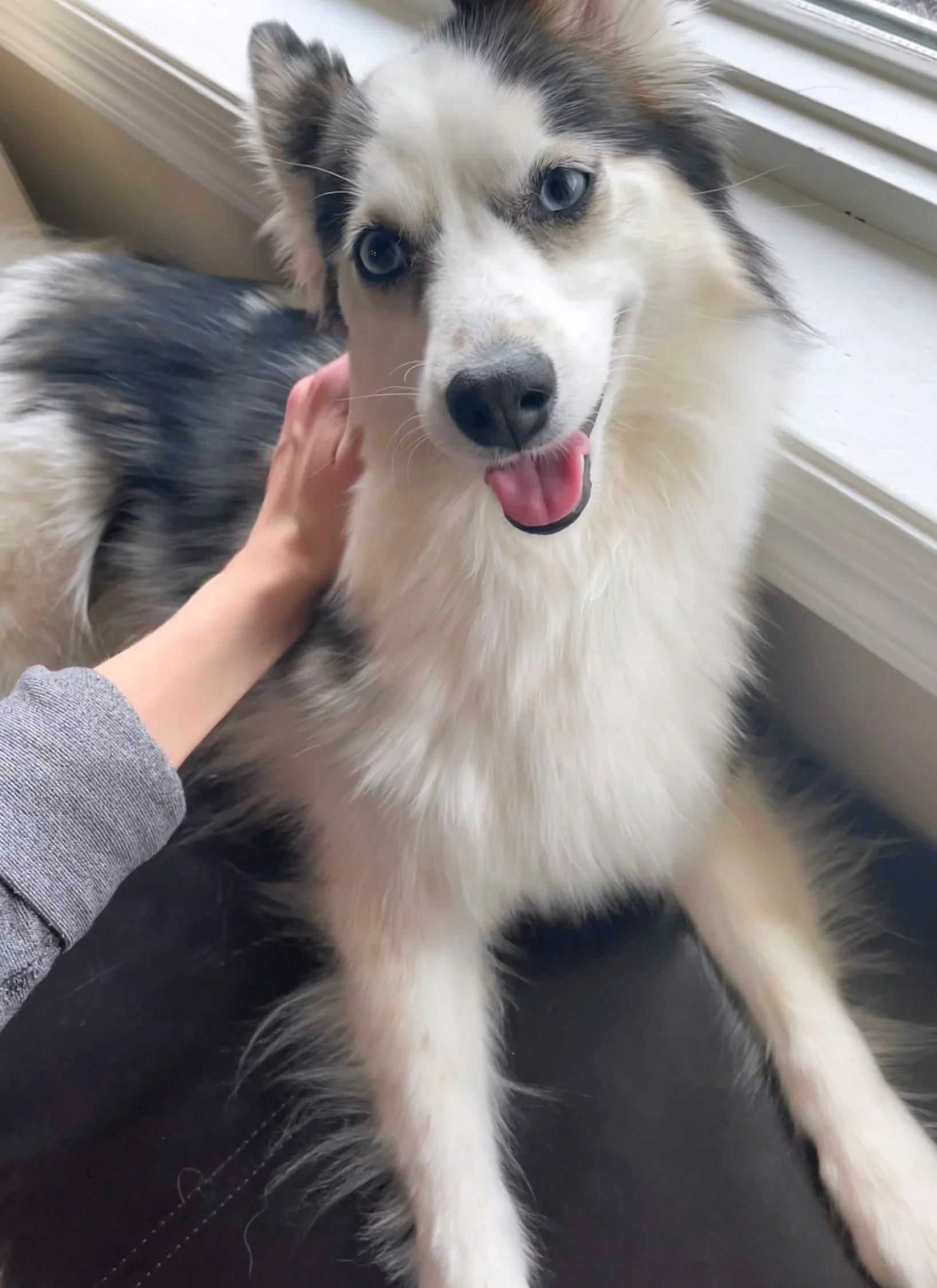 blog+72+pomsky+massage_compressed.jpg