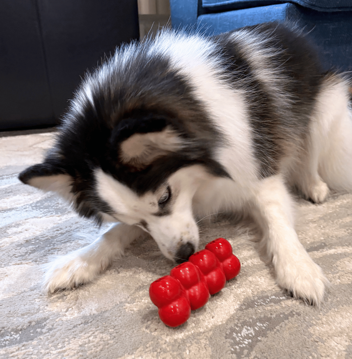 Blog 89 treat toys.png