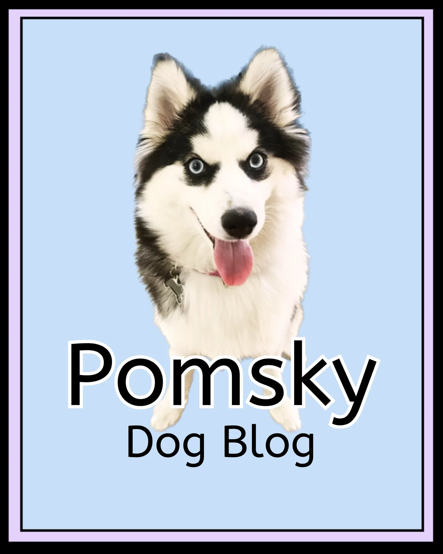 Pomsky Dog Blog