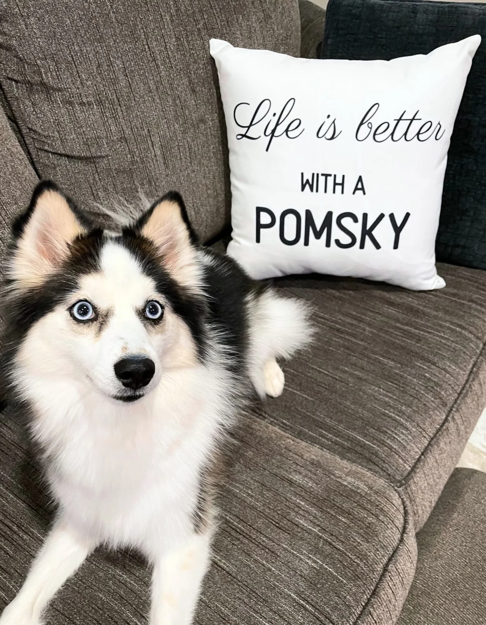 Better+with+a+pomsky+pillow+2_compressed.jpg