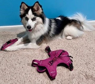 Collar or Harness? Which one is the best for a Pomsky — Pomsky Dog Blog