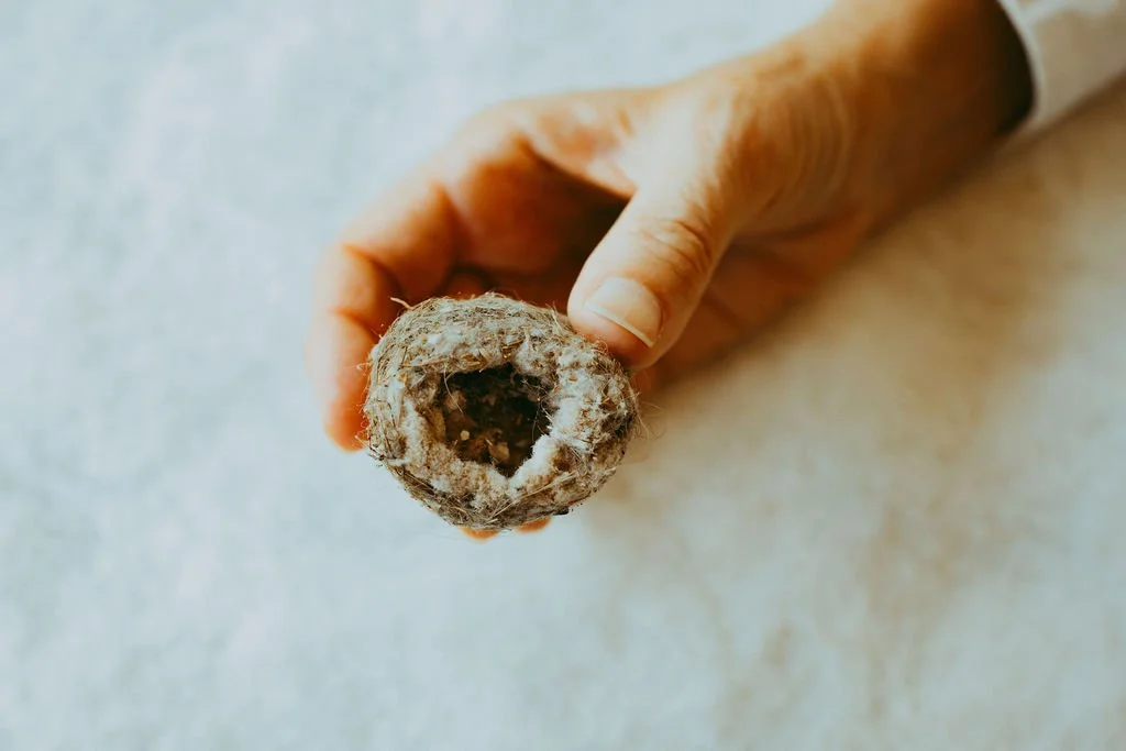 hand holding a hummingbird nest against white background