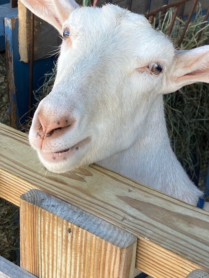 friendly_goat.jpeg