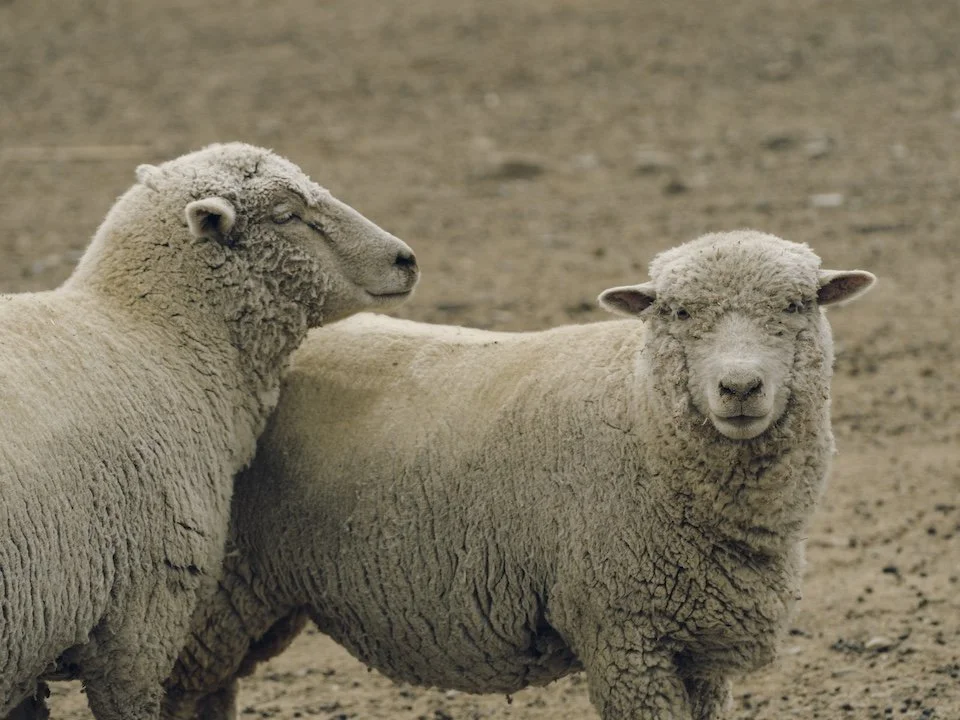 Connecting Fiber to the Supply Chain