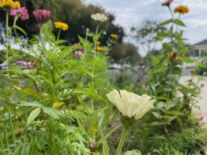 Close up of native flowers growing in a residential area