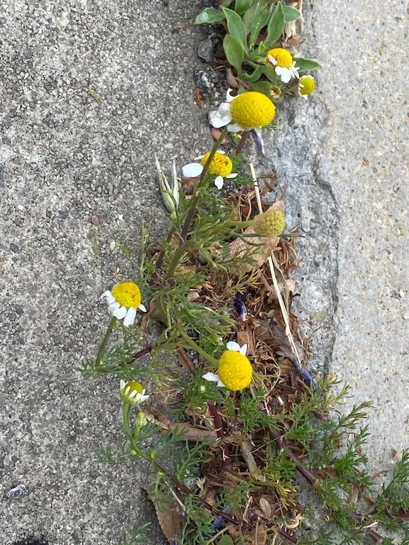 materialencounters_chamomile.jpeg