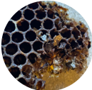 honeycomb2.png