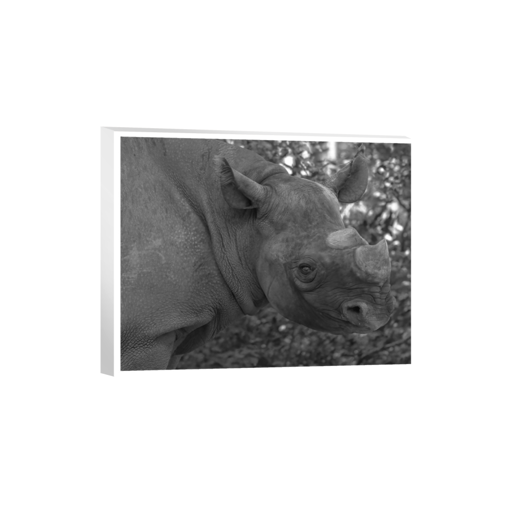 ptq_7_6_0_345_3456_2764_0_true_ffffff_2_2_.png