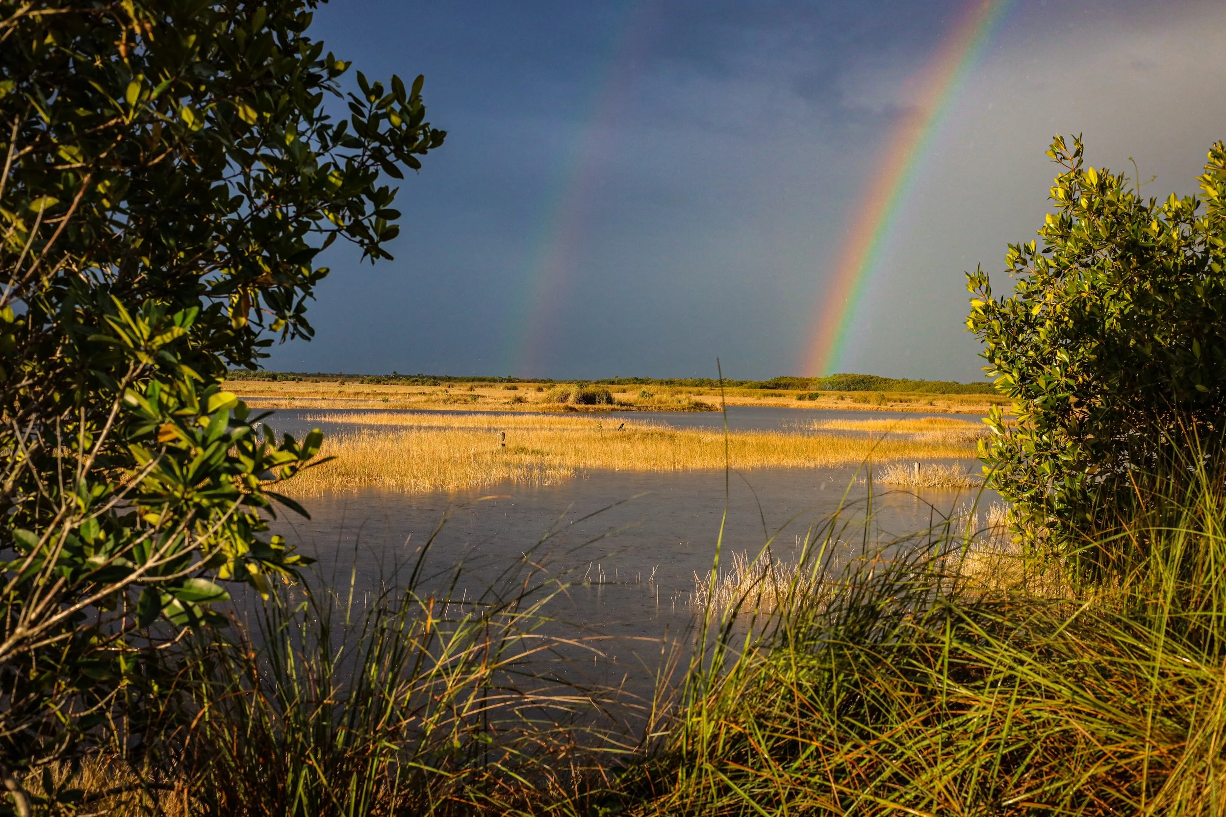 Big Cypress National Preserve: Hydrology and Conservation in South Florida