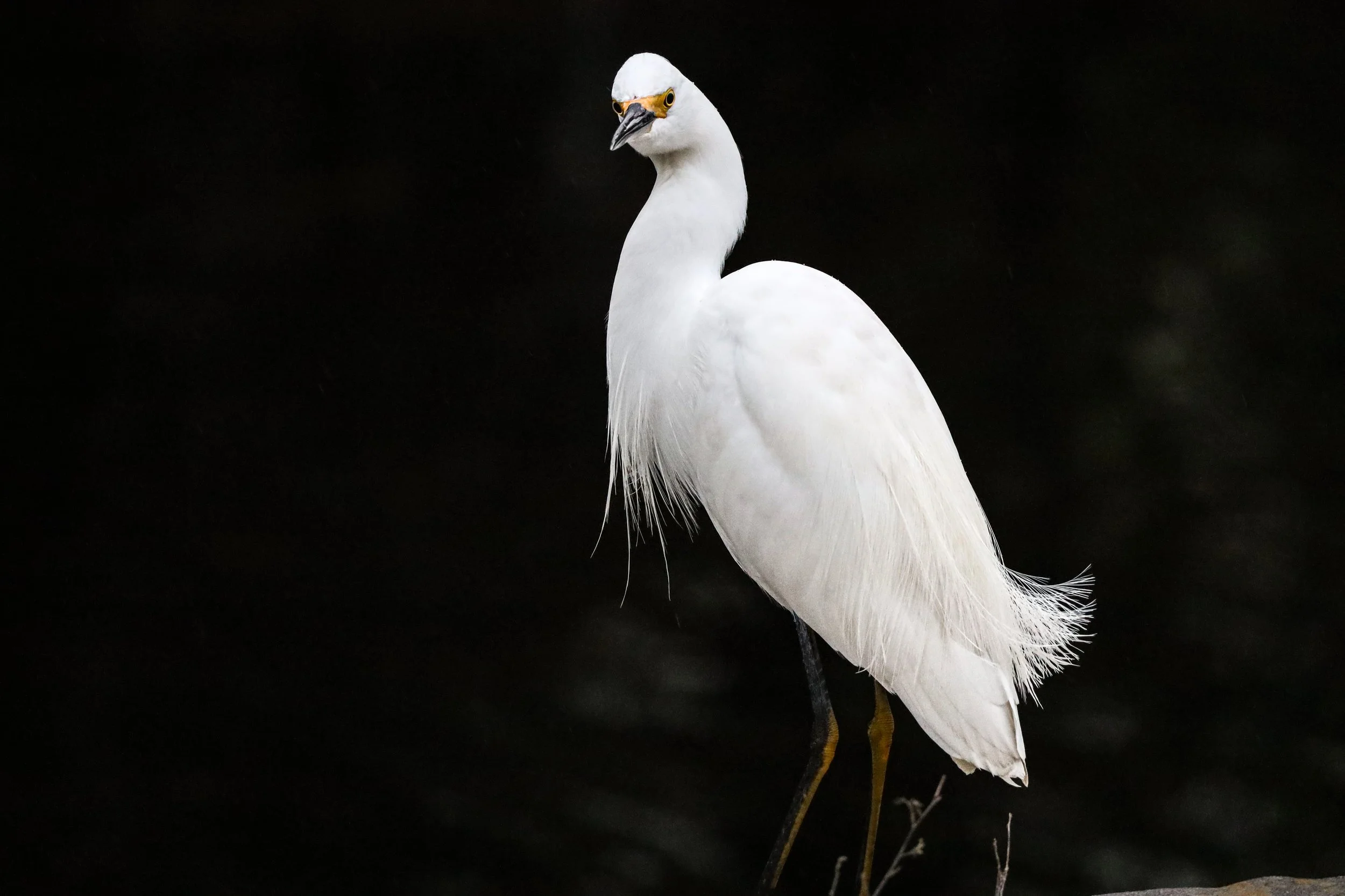 A white egret standing on one leg against a black background.
