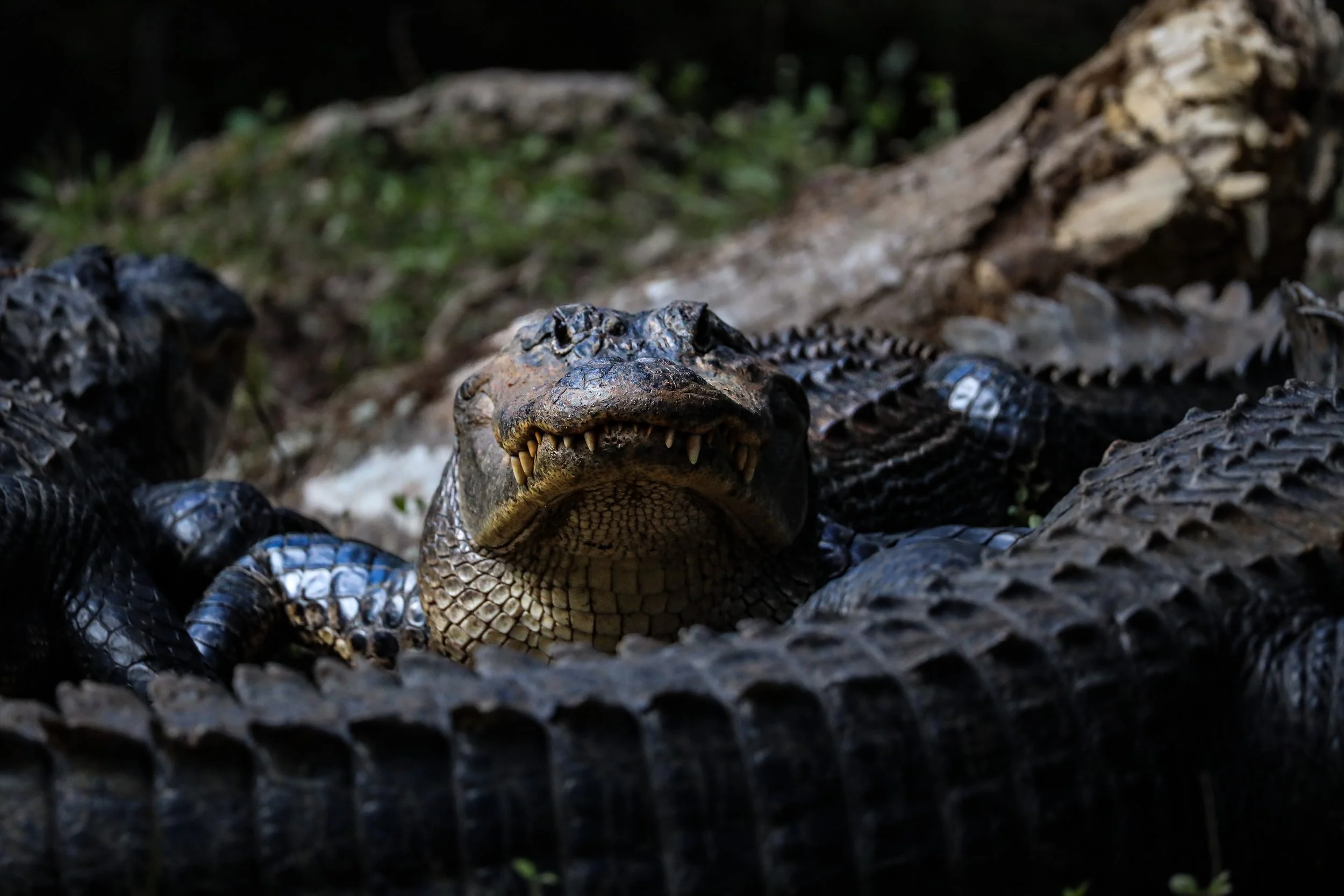 A close-up of a crocodile laying on the ground with its mouth partly open, surrounded by foliage and a fallen log.