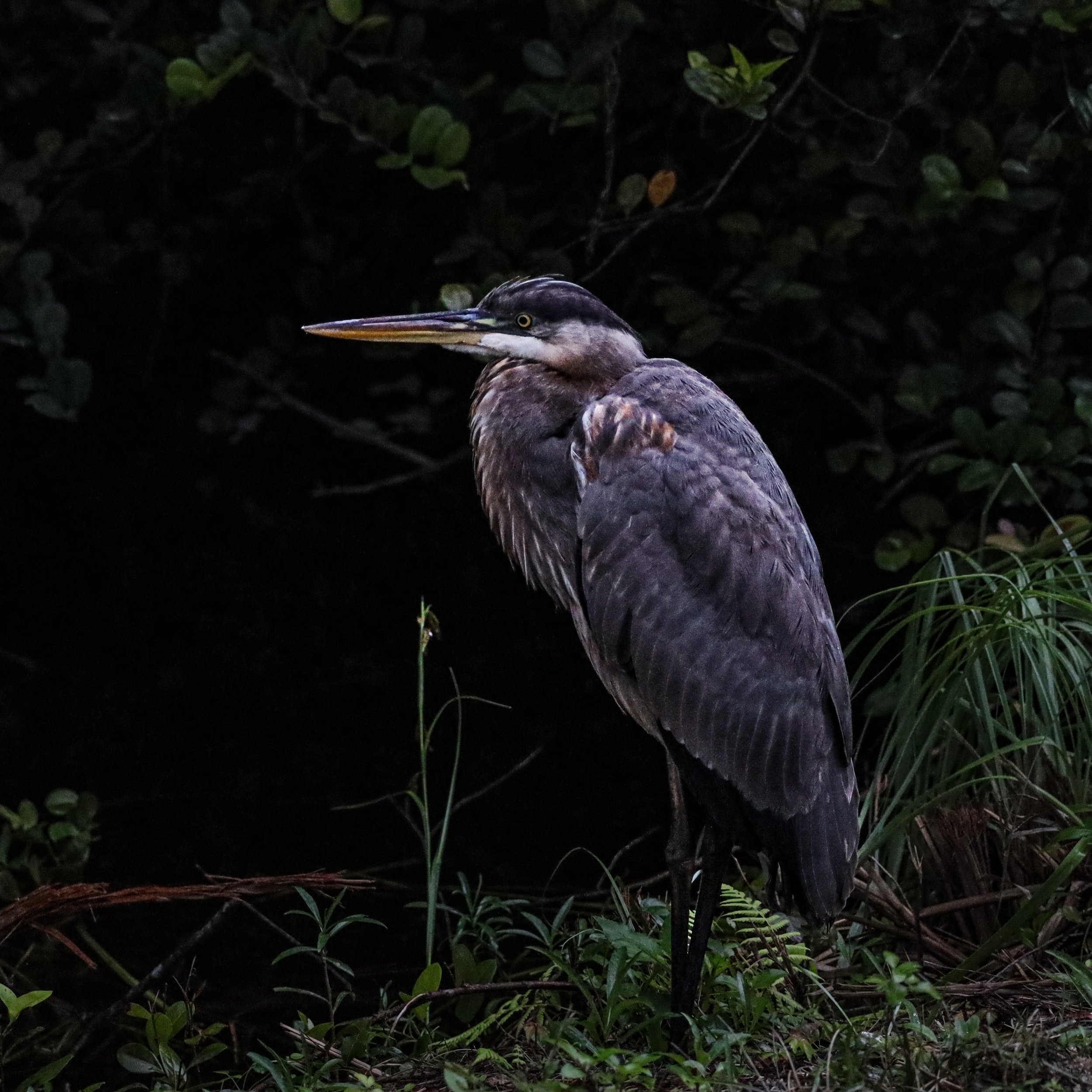 The Everglades Field Project