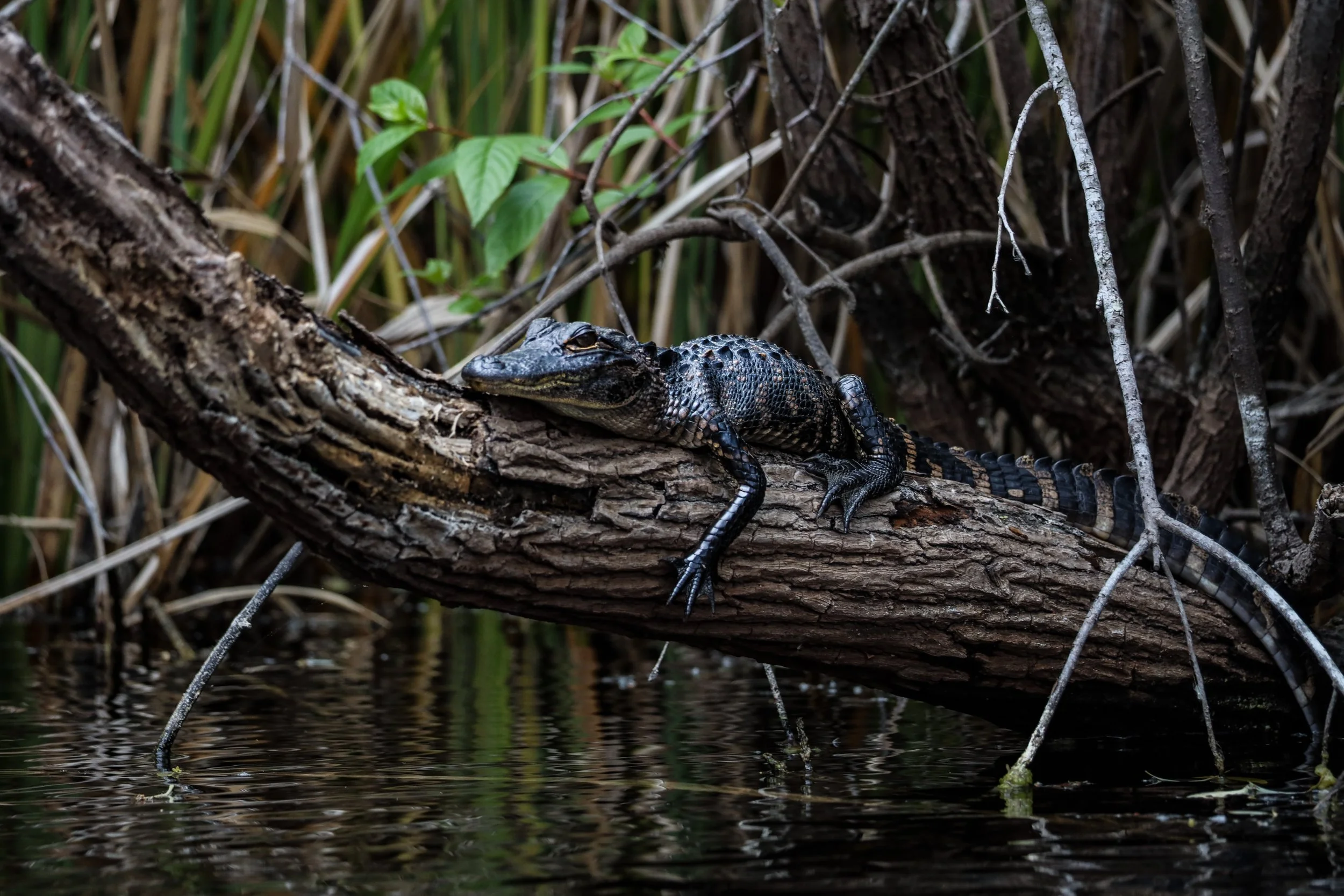 Young alligator resting on a tree branch over water in a swamp