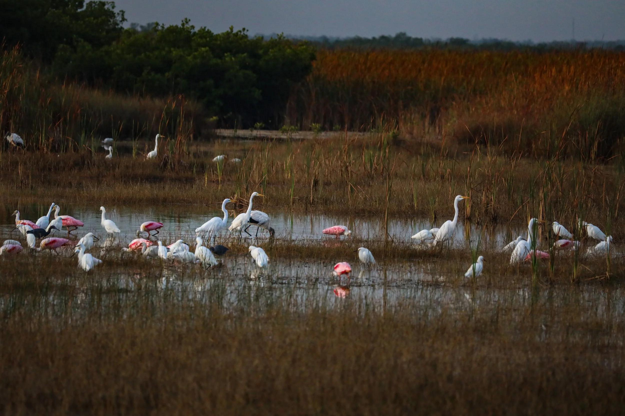 Wading birds in the Everglades wetland ecosystem